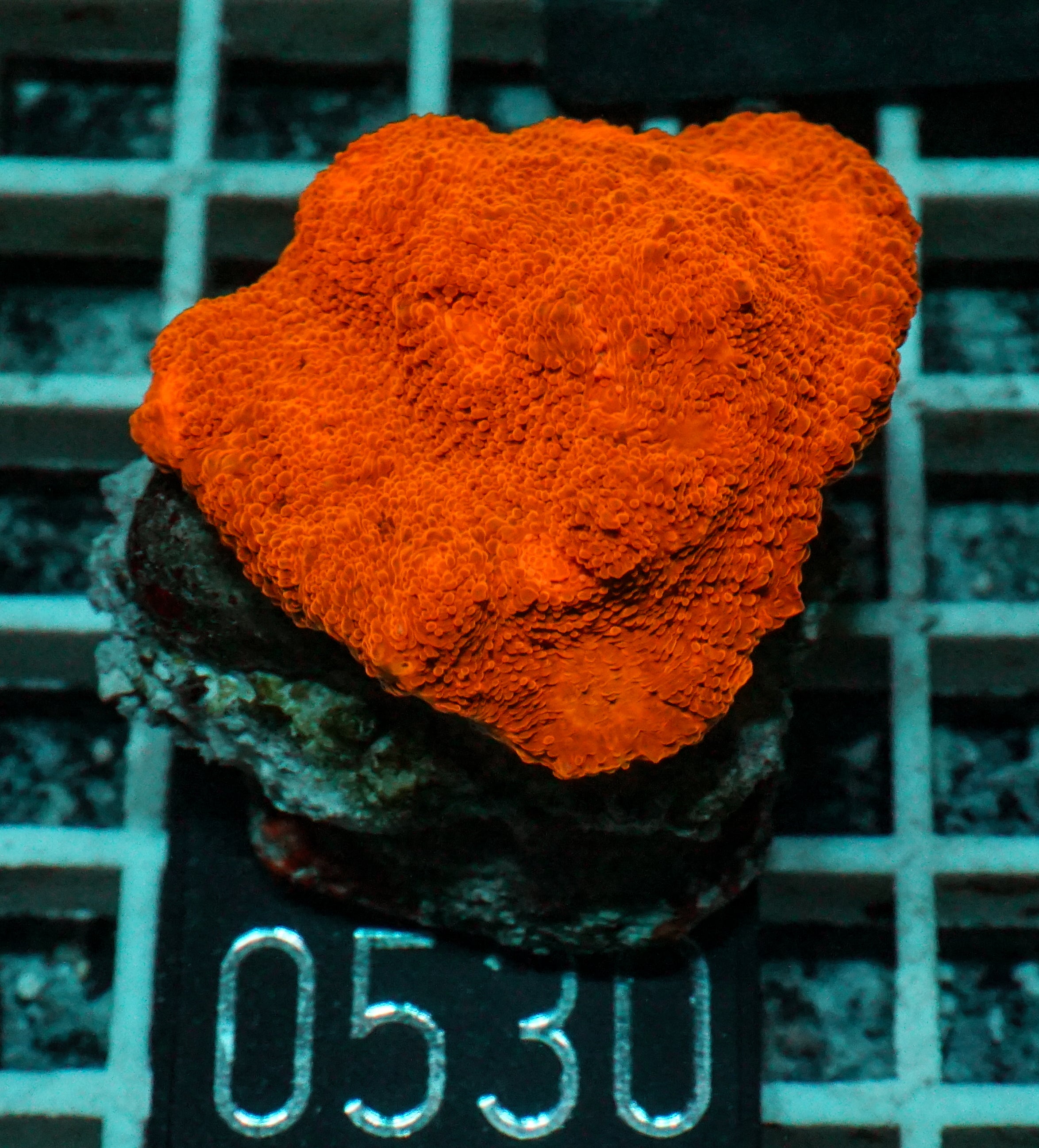 Chalice "Ruby Carpet"