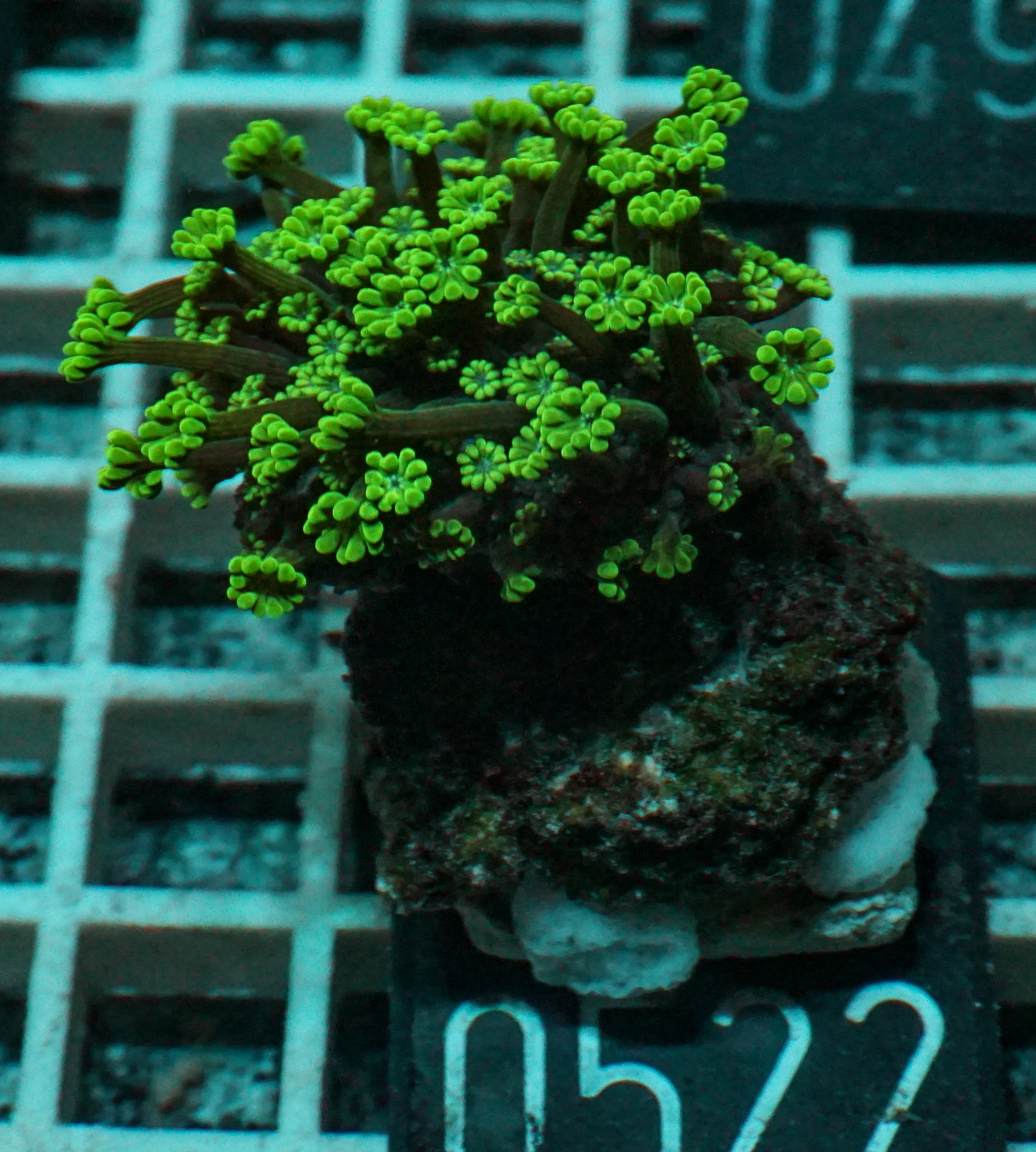 Alveopora sp. "grün"