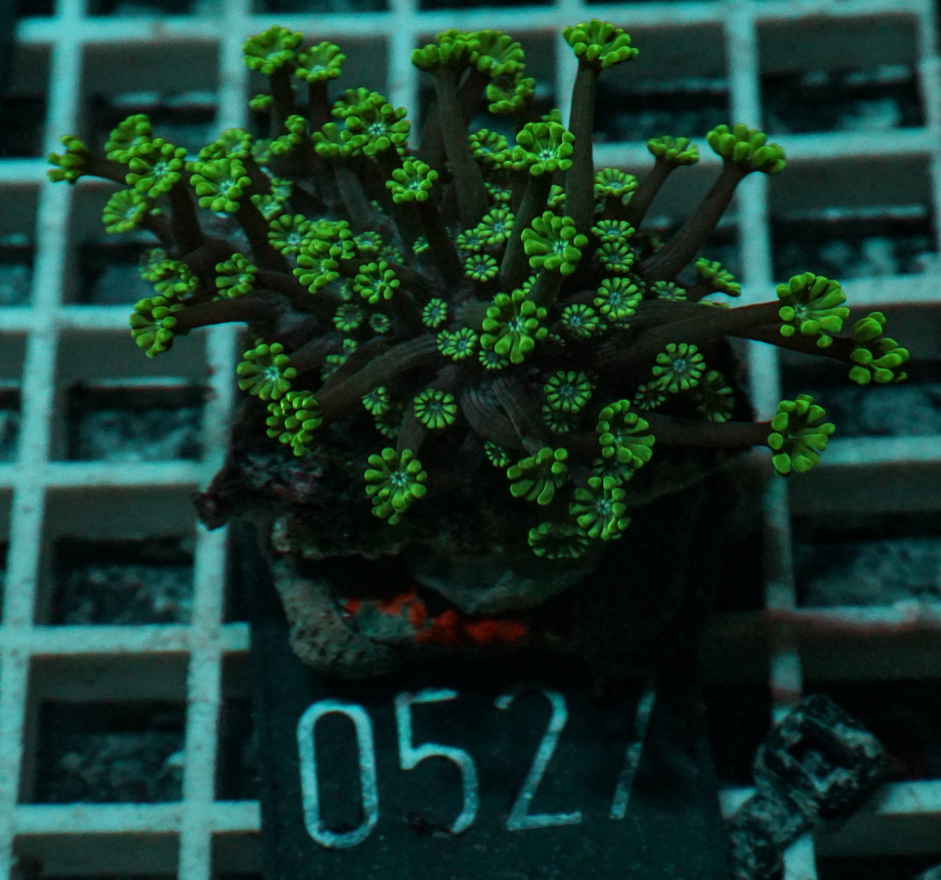 Alveopora sp. "grün"