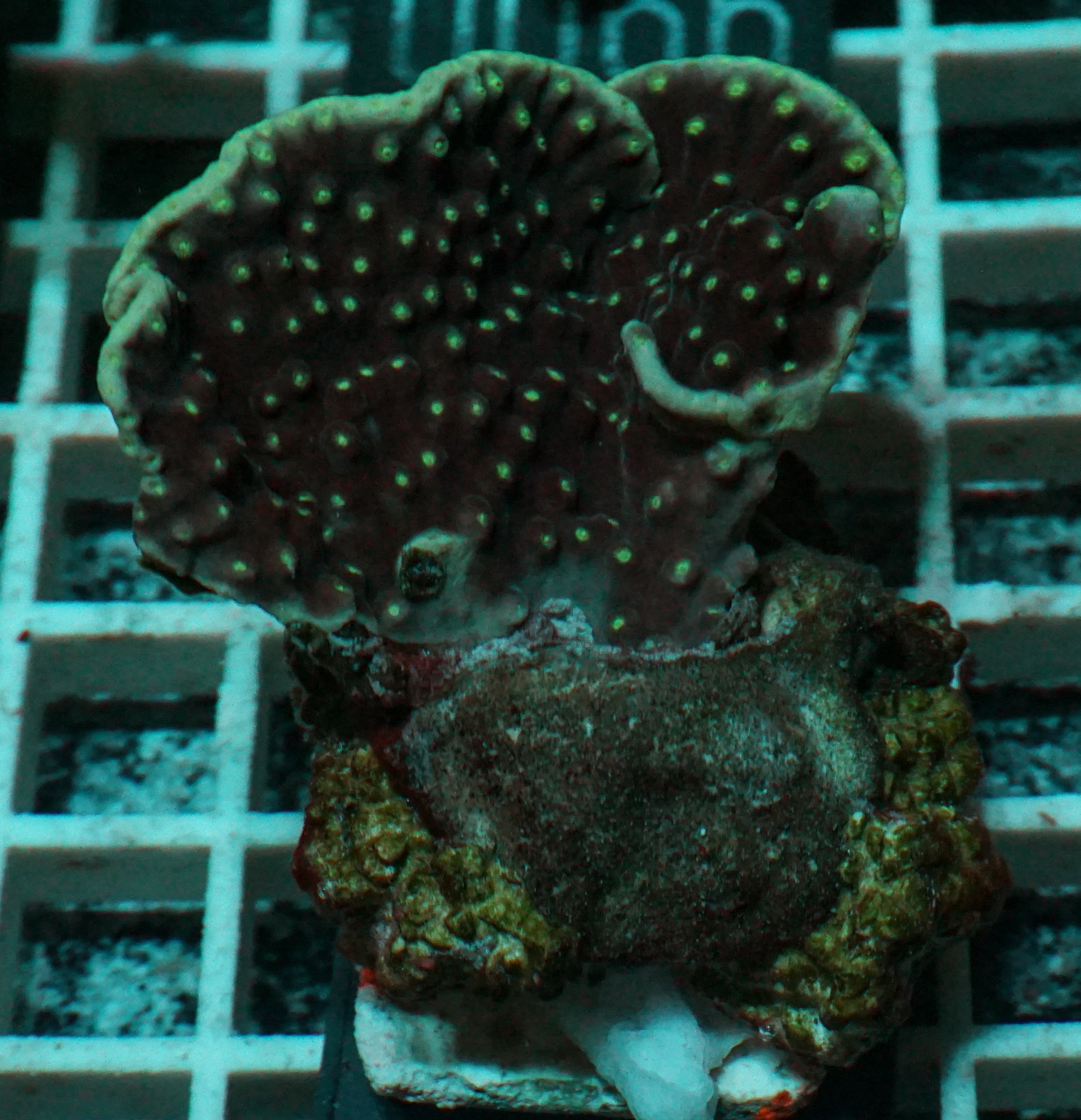 Turbinaria mesenterina