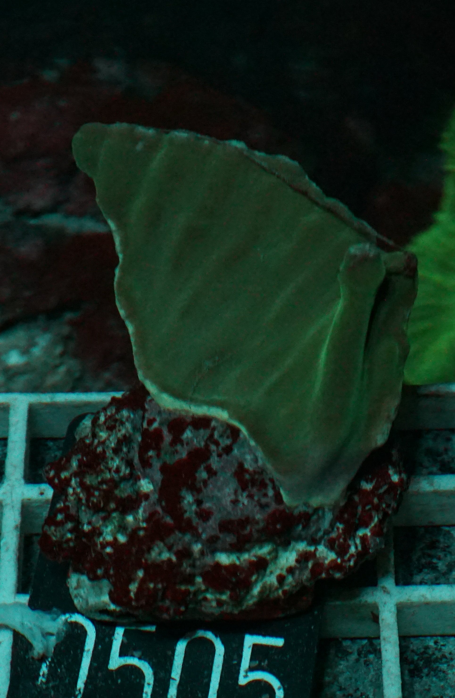 Turbinaria heronensis "rare"