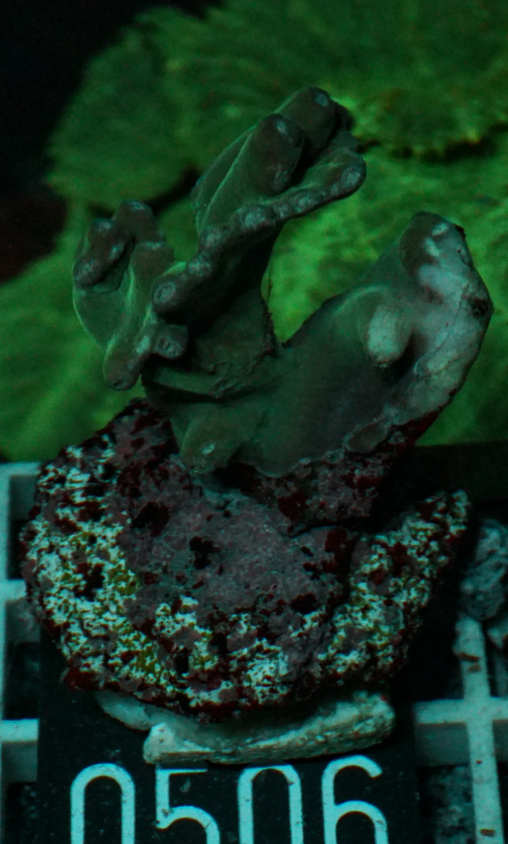 Turbinaria heronensis "rare"