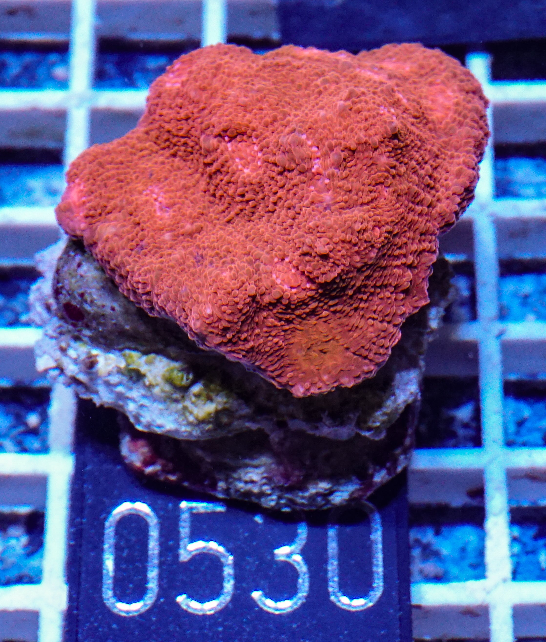 Chalice "Ruby Carpet"