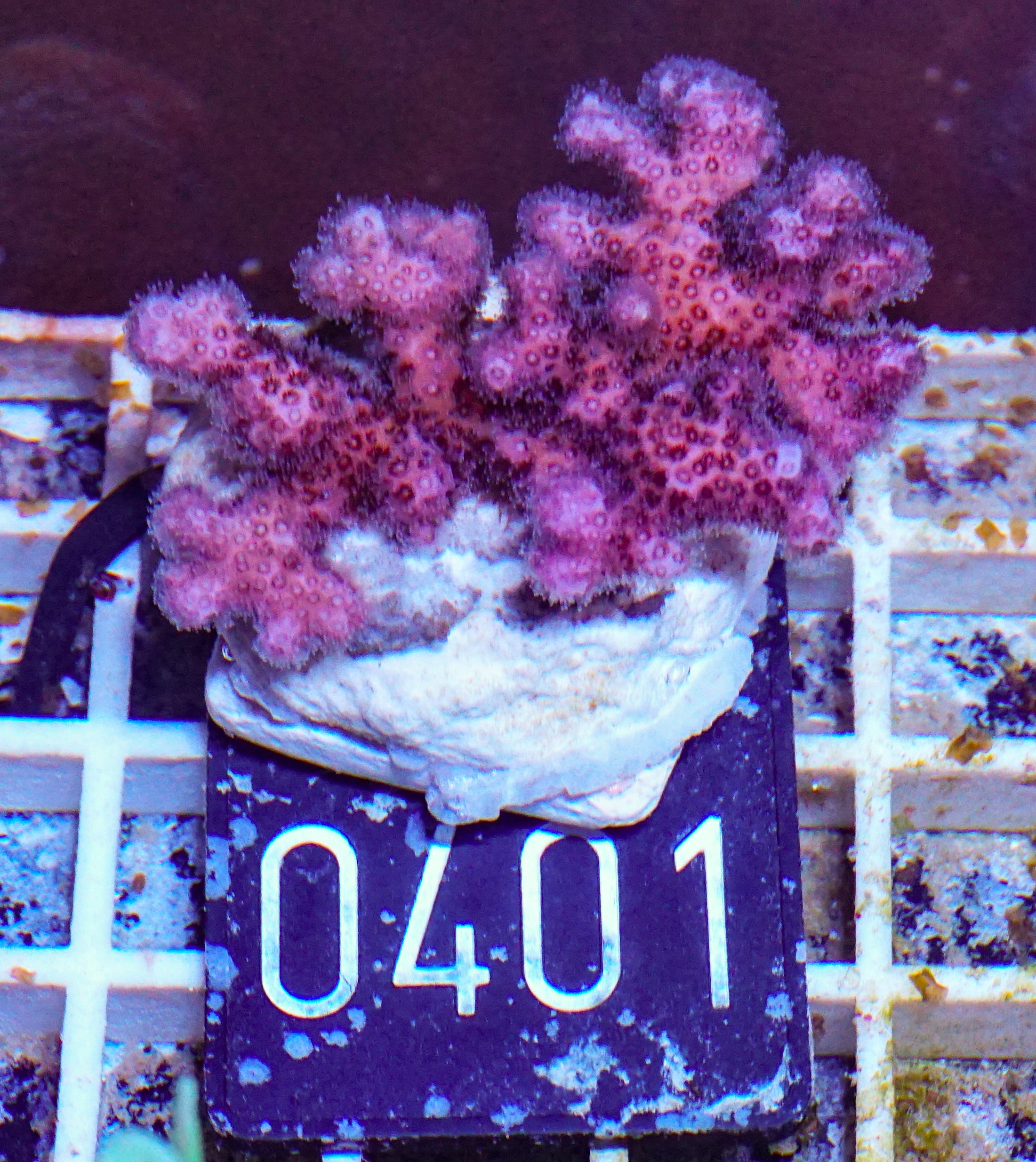 Pocillopora damicornis "pink"