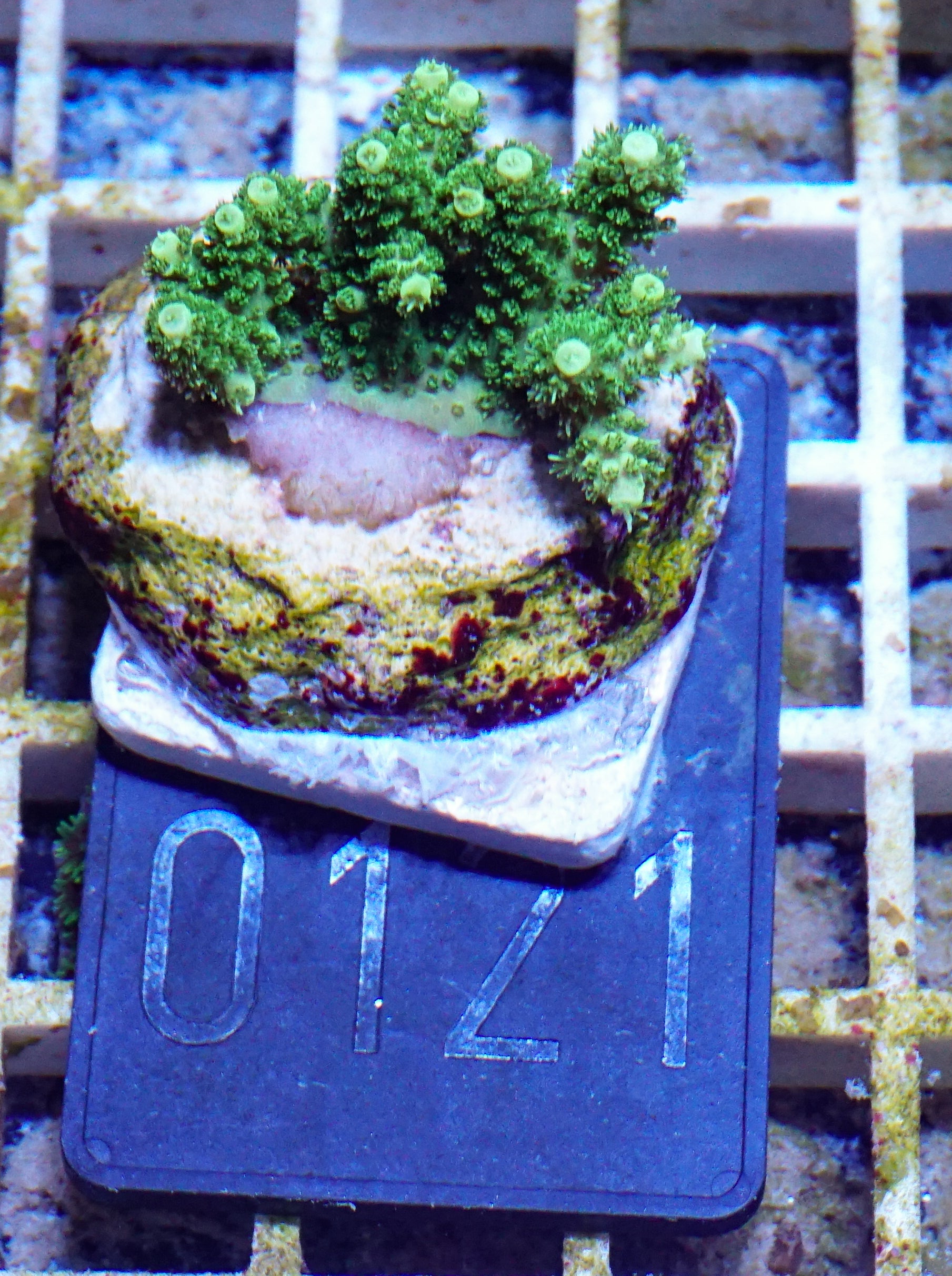 Acropora hyacinthus „green forest“