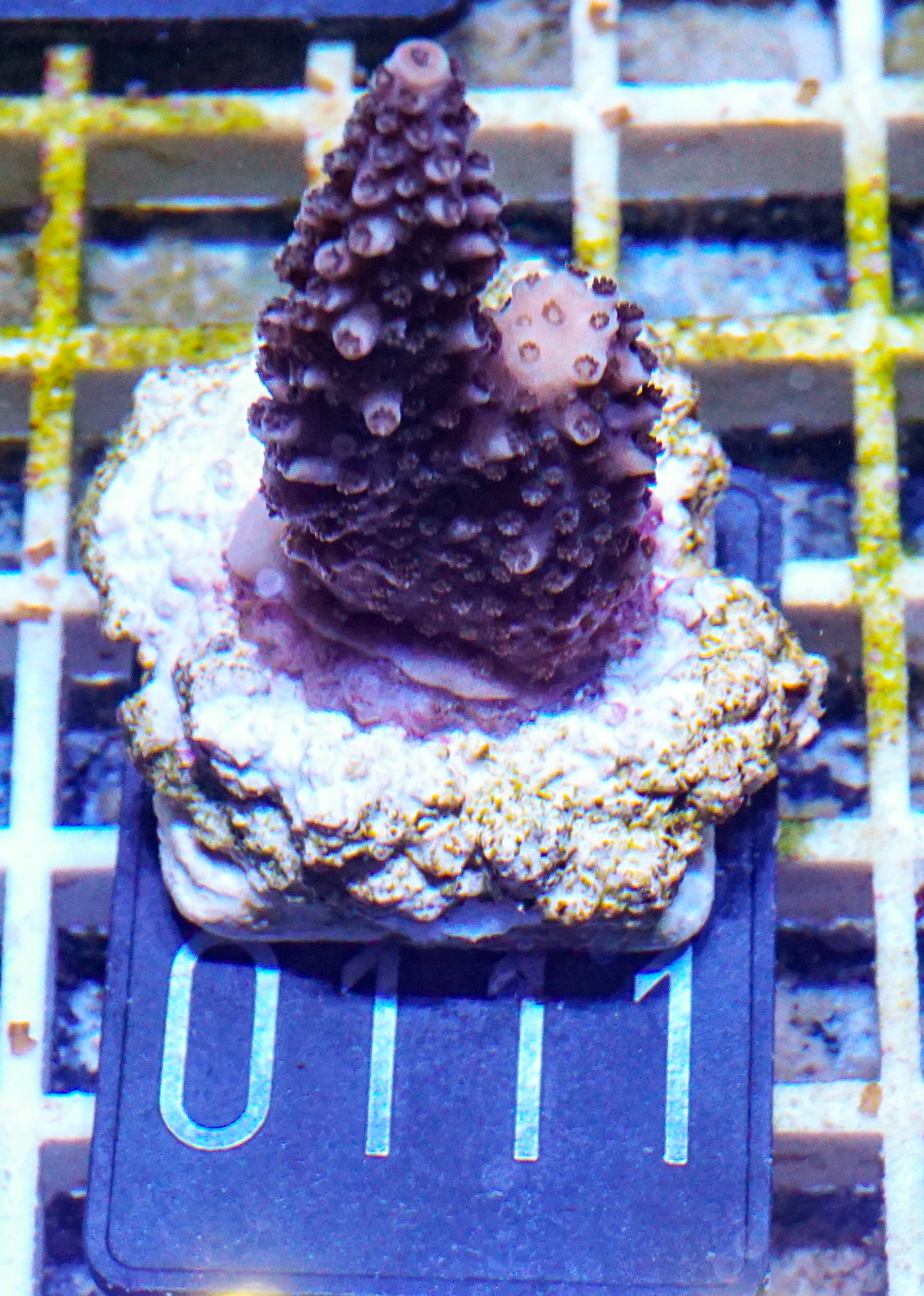 Acropora abrotanoides