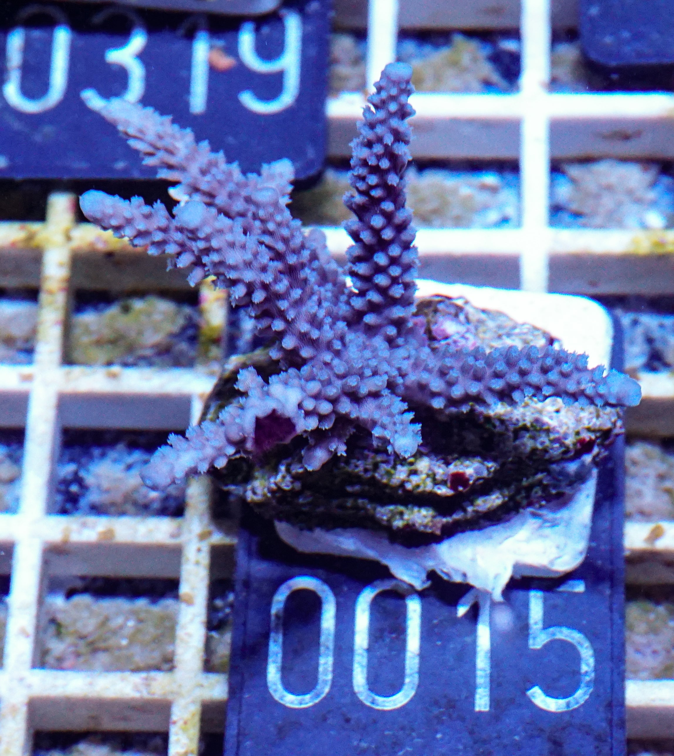 Acropora parillis "blue"