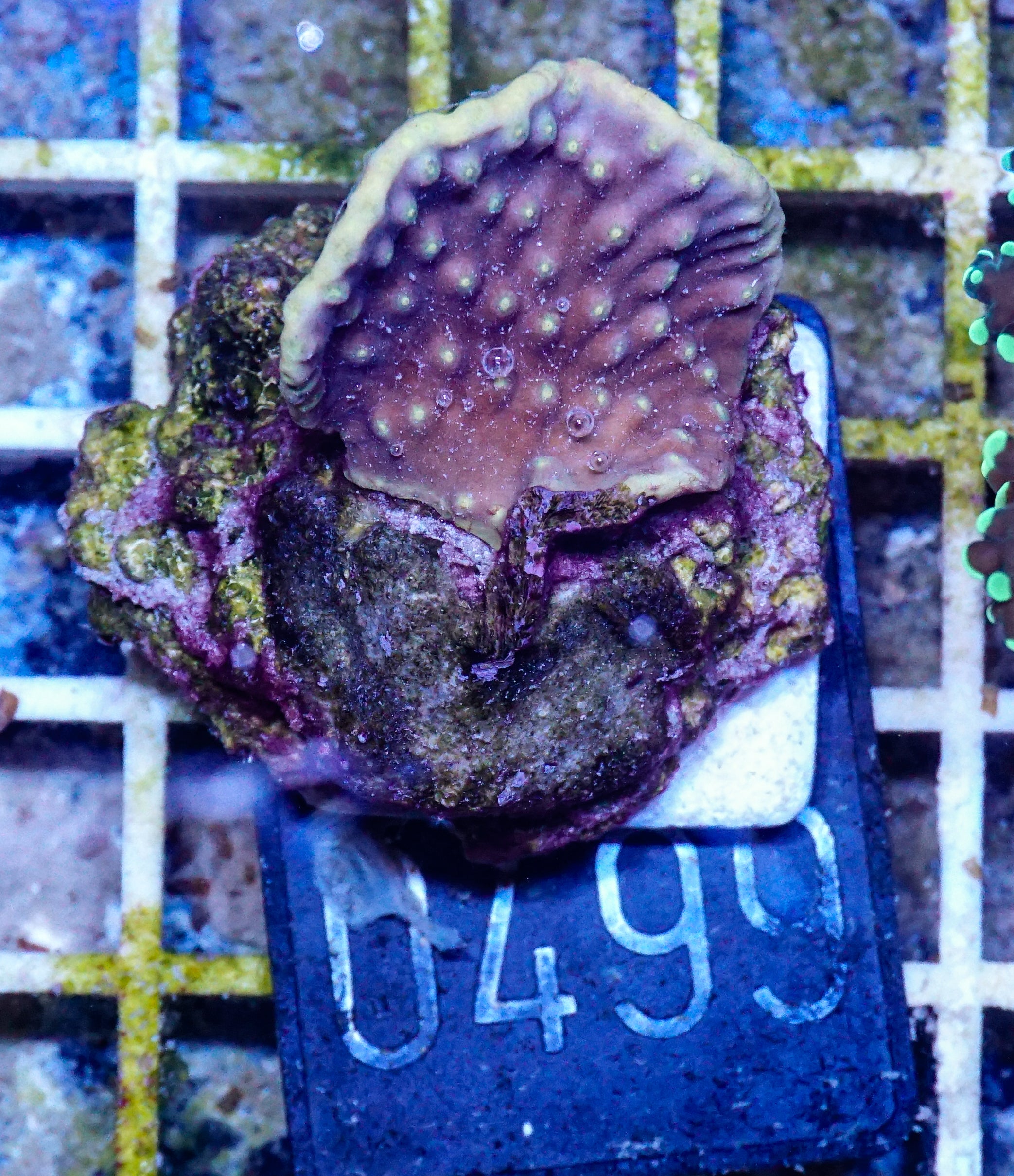 Turbinaria mesenterina