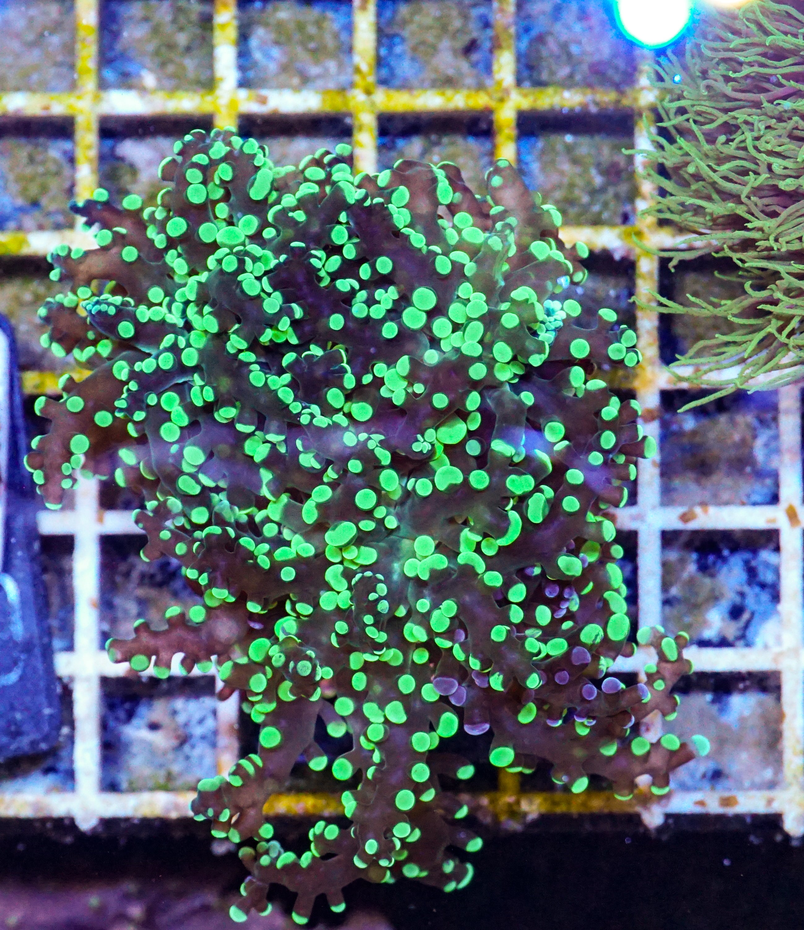 Euphyllia/Fimbriaphyllia paradivisa