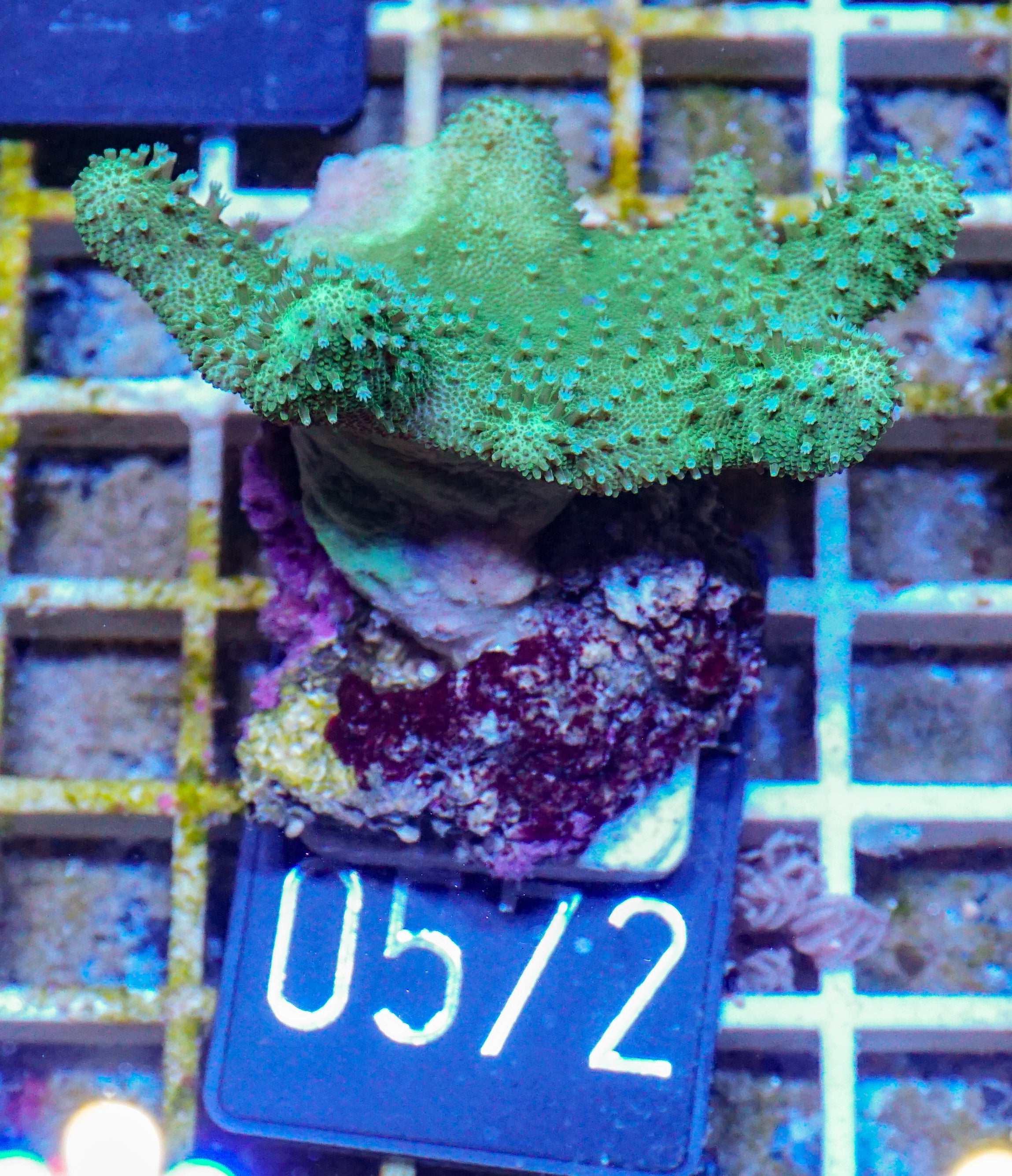 Lobophytum sp. „grün“