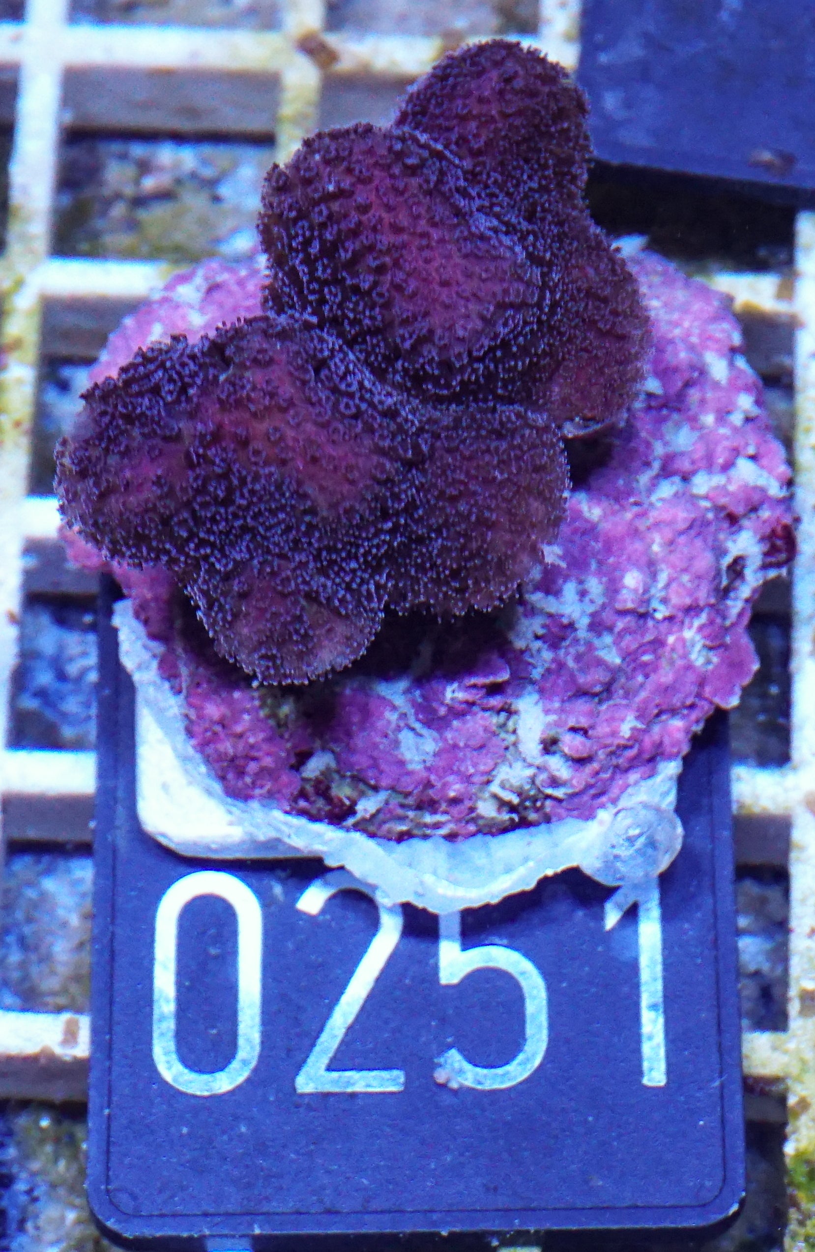 Stylophora pistillata "pink" (Copy)