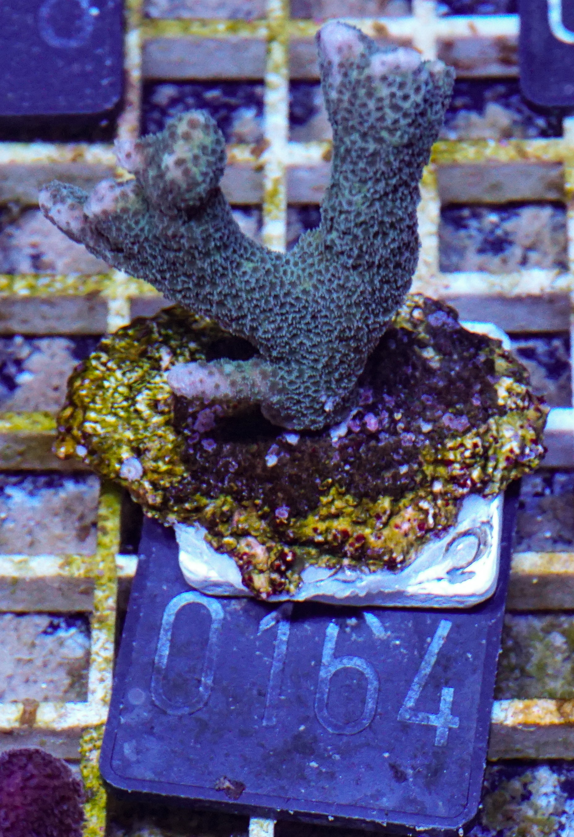 Montipora gaimardi