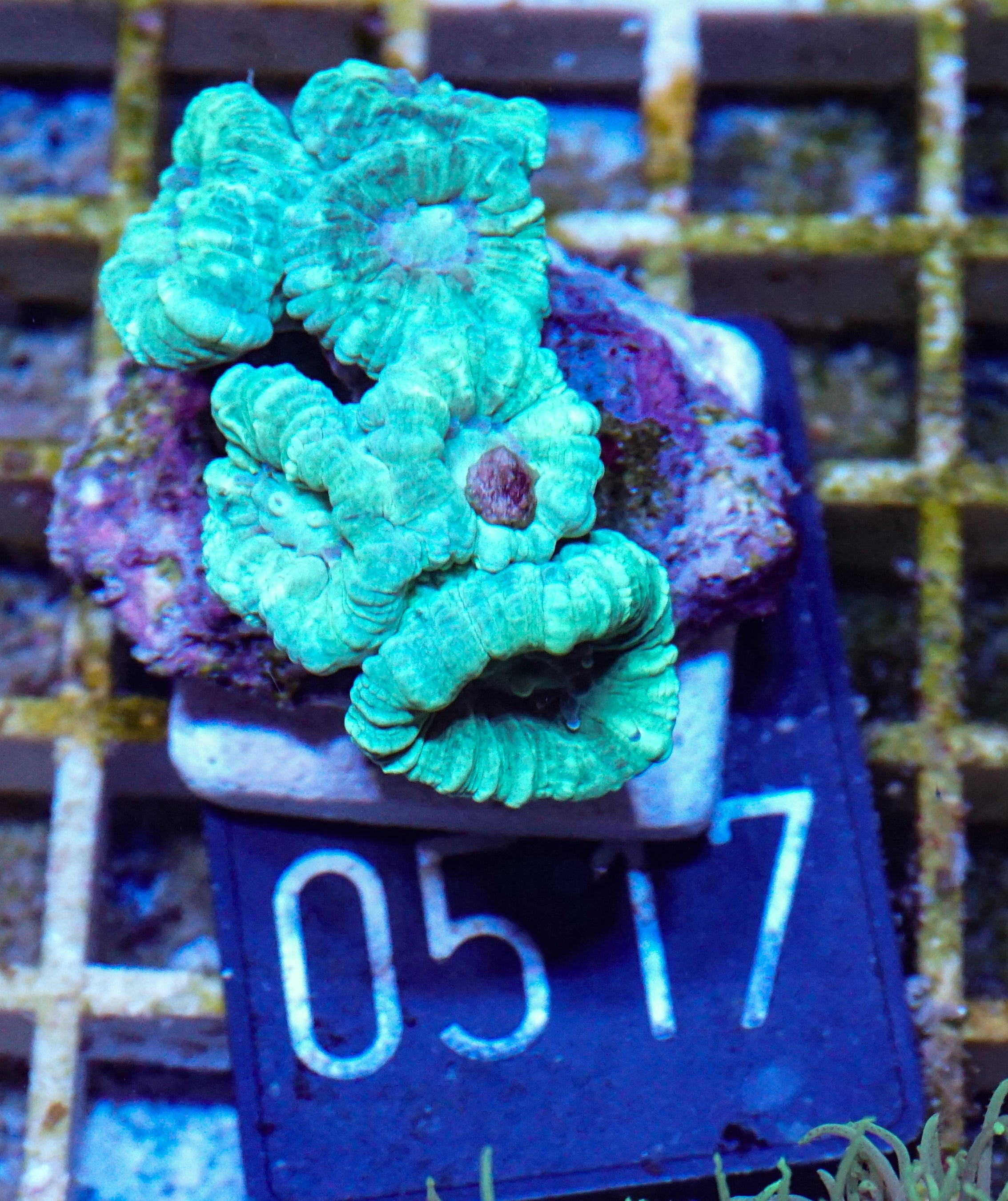 Caulastraea furcata "mint"