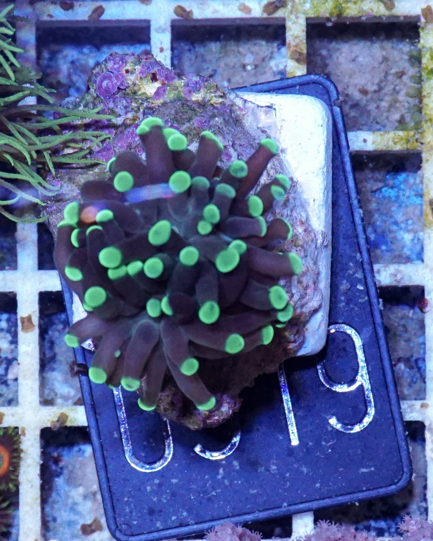 Euphyllia/Fimbriaphyllia paraancora