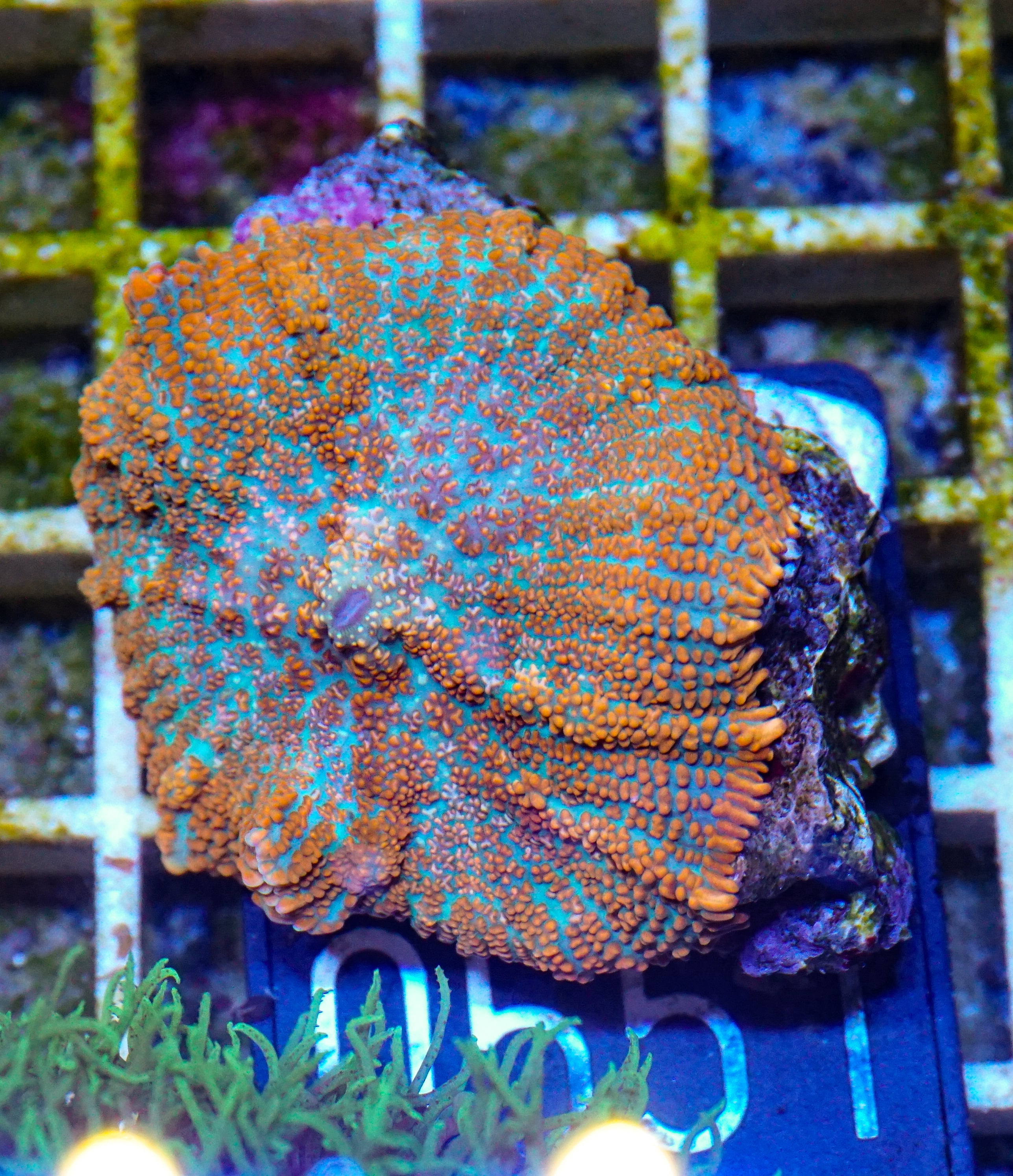 Rhodactis sp. "Tequila sunrise"