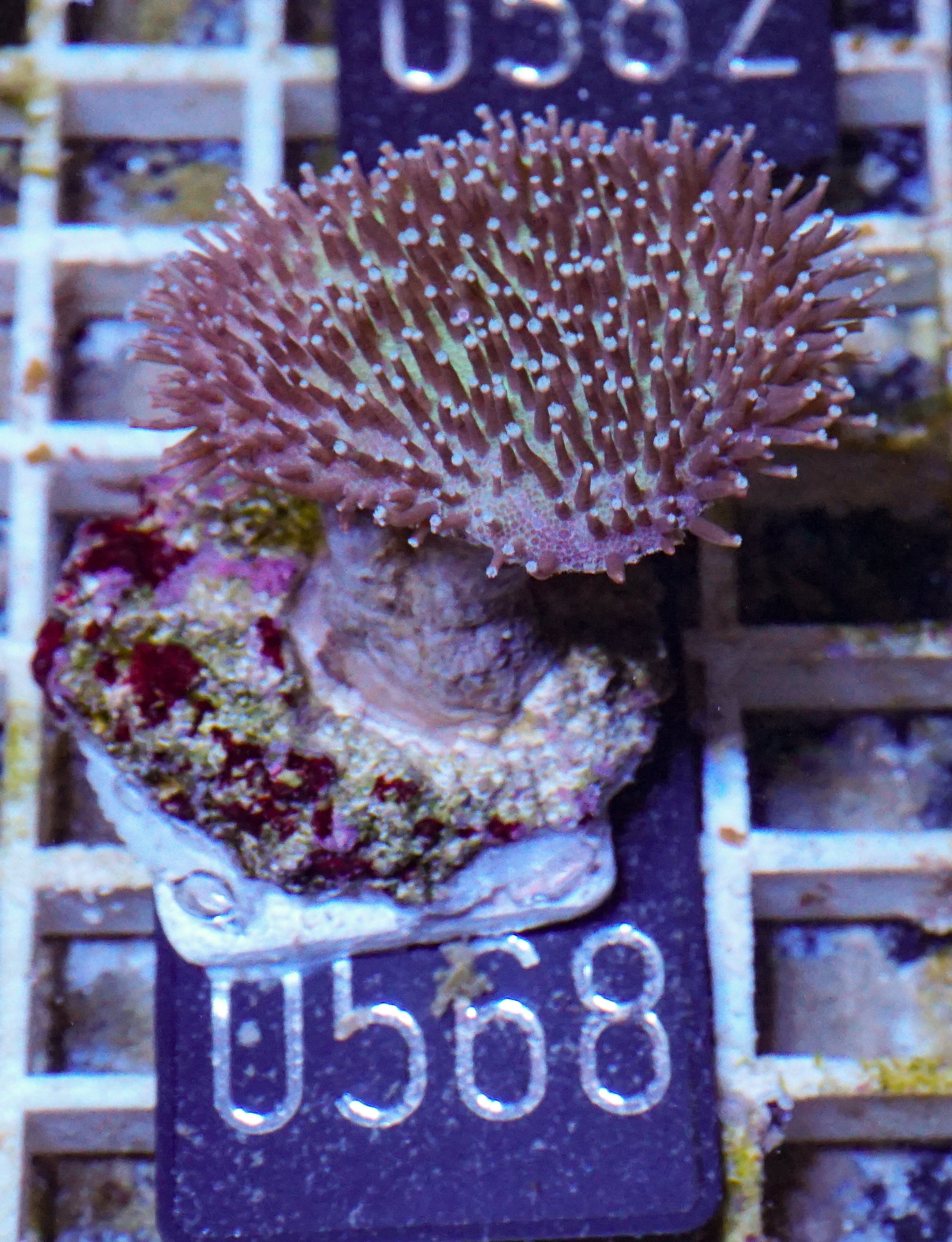 Sarcophyton ehrenbergi