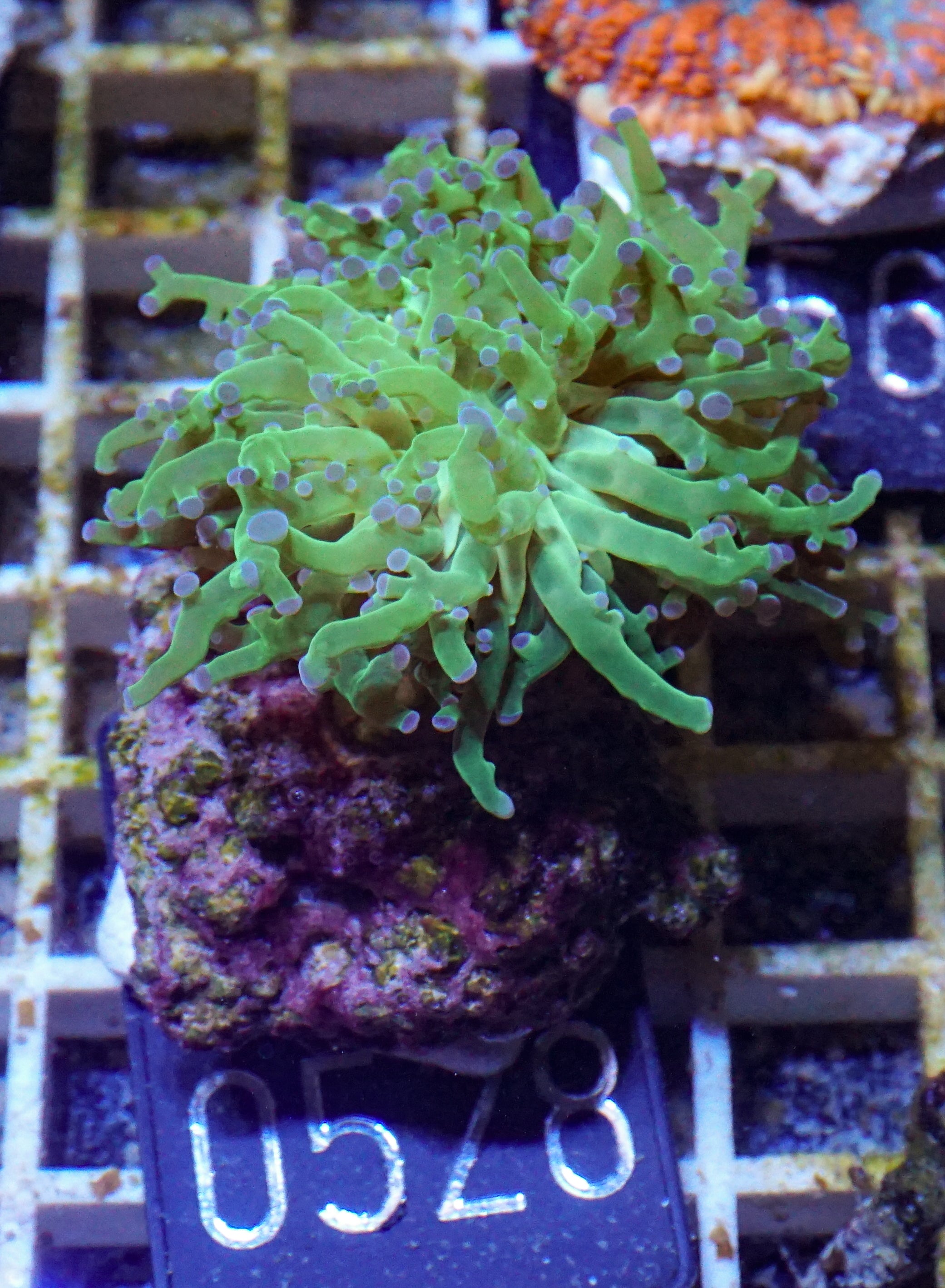 Euphyllia/Fimbriaphyllia paradivisa