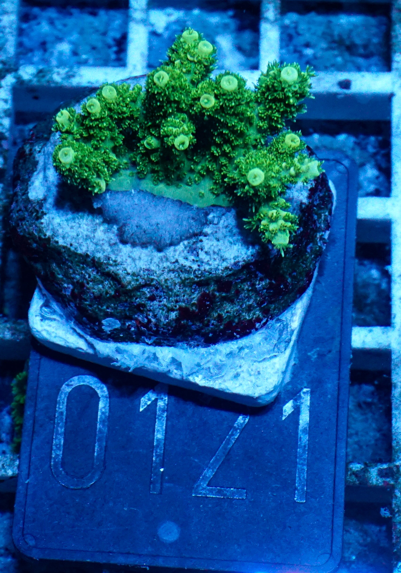 Acropora hyacinthus „green forest“