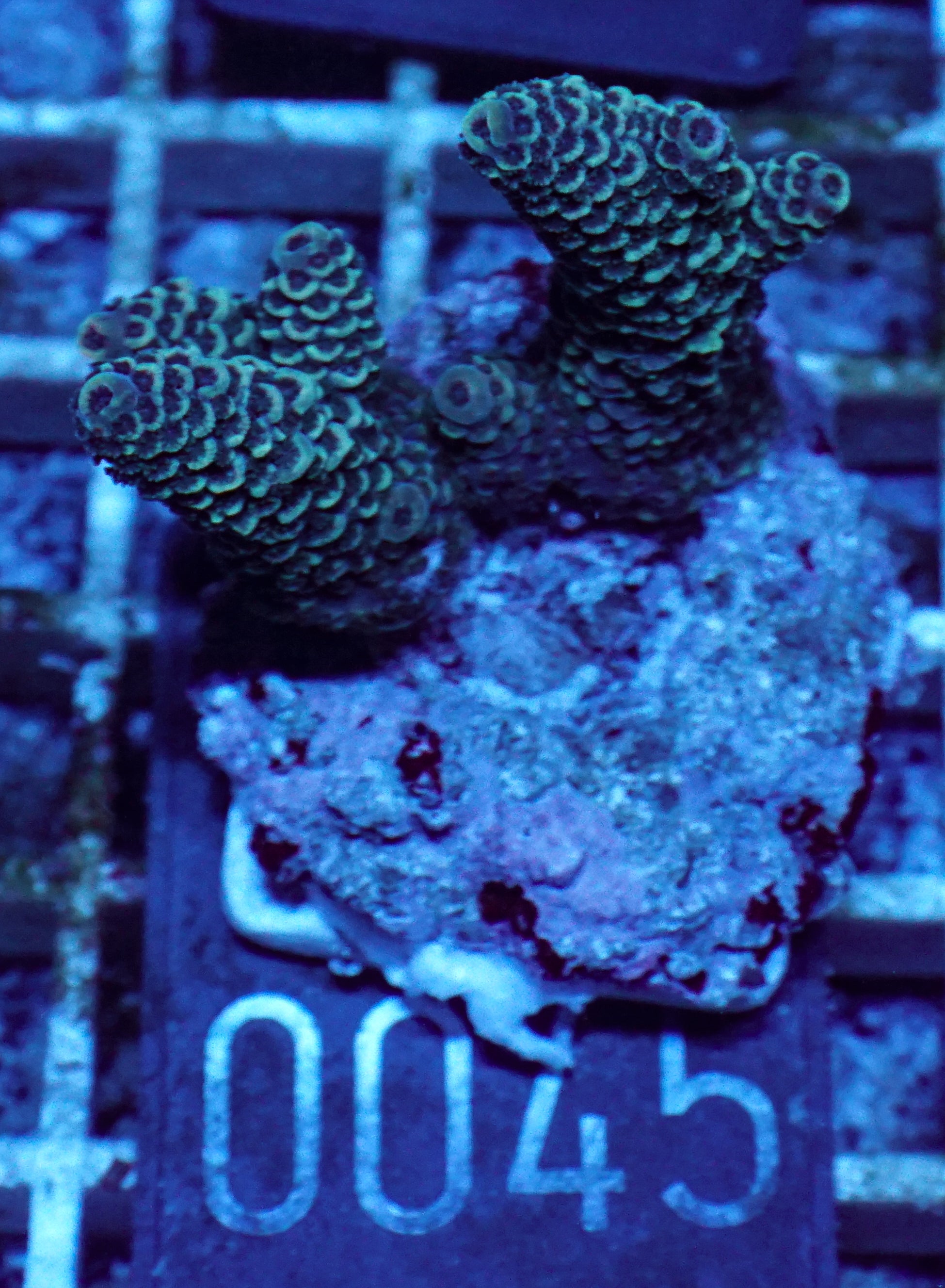 Acropora spathulata „jungle thief“