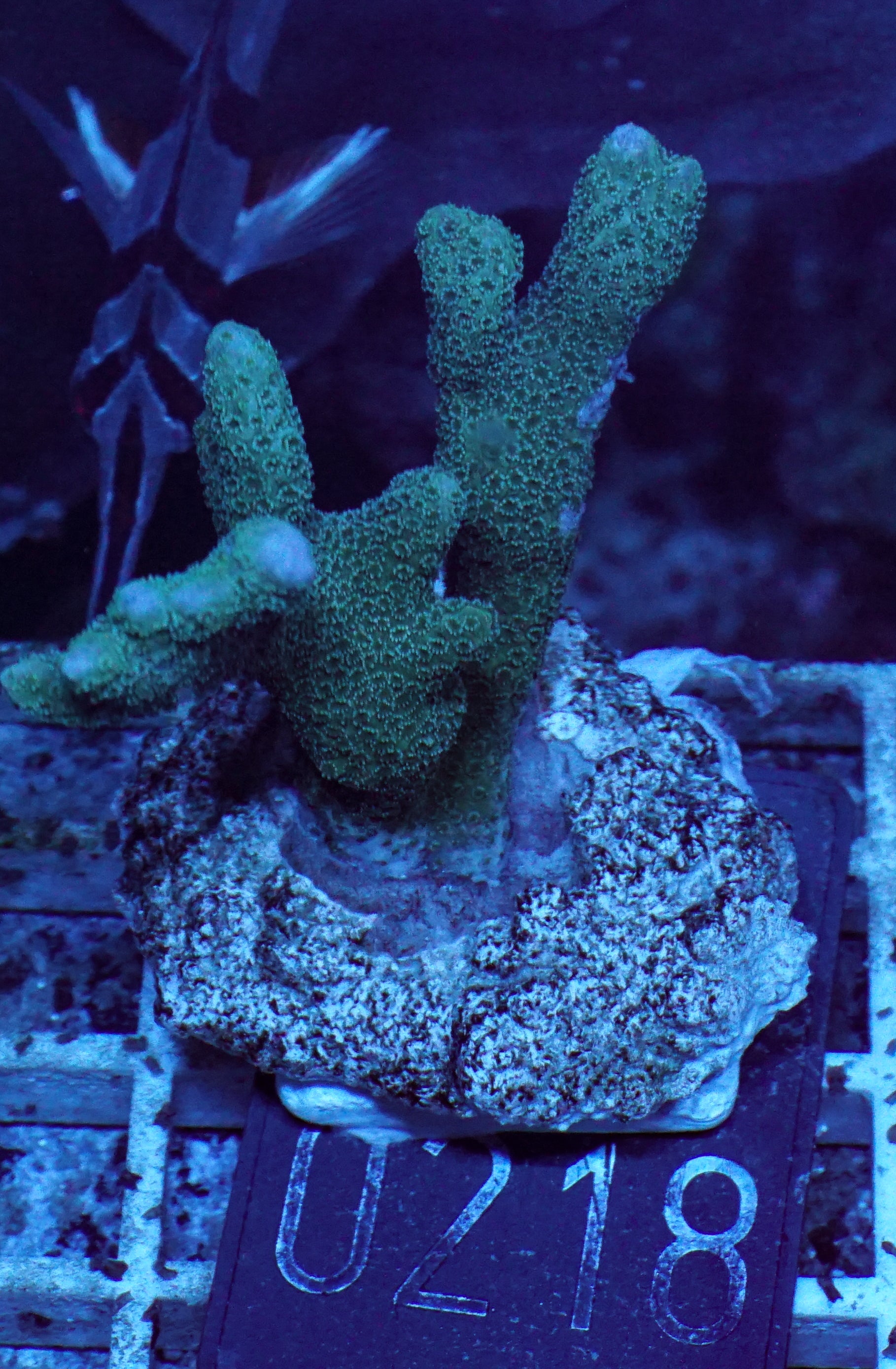 Montipora gaimardi