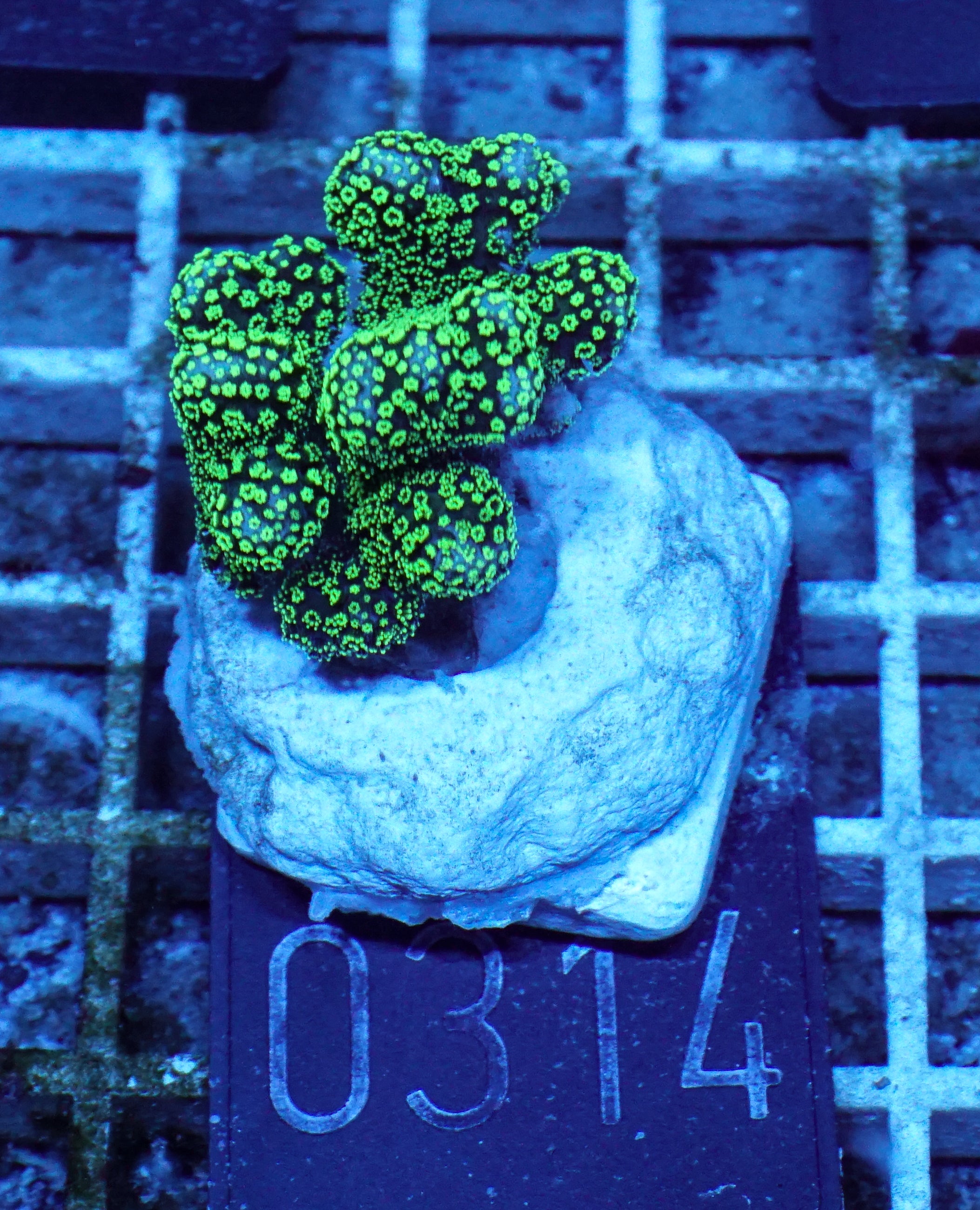 Stylophora pistillata "green"