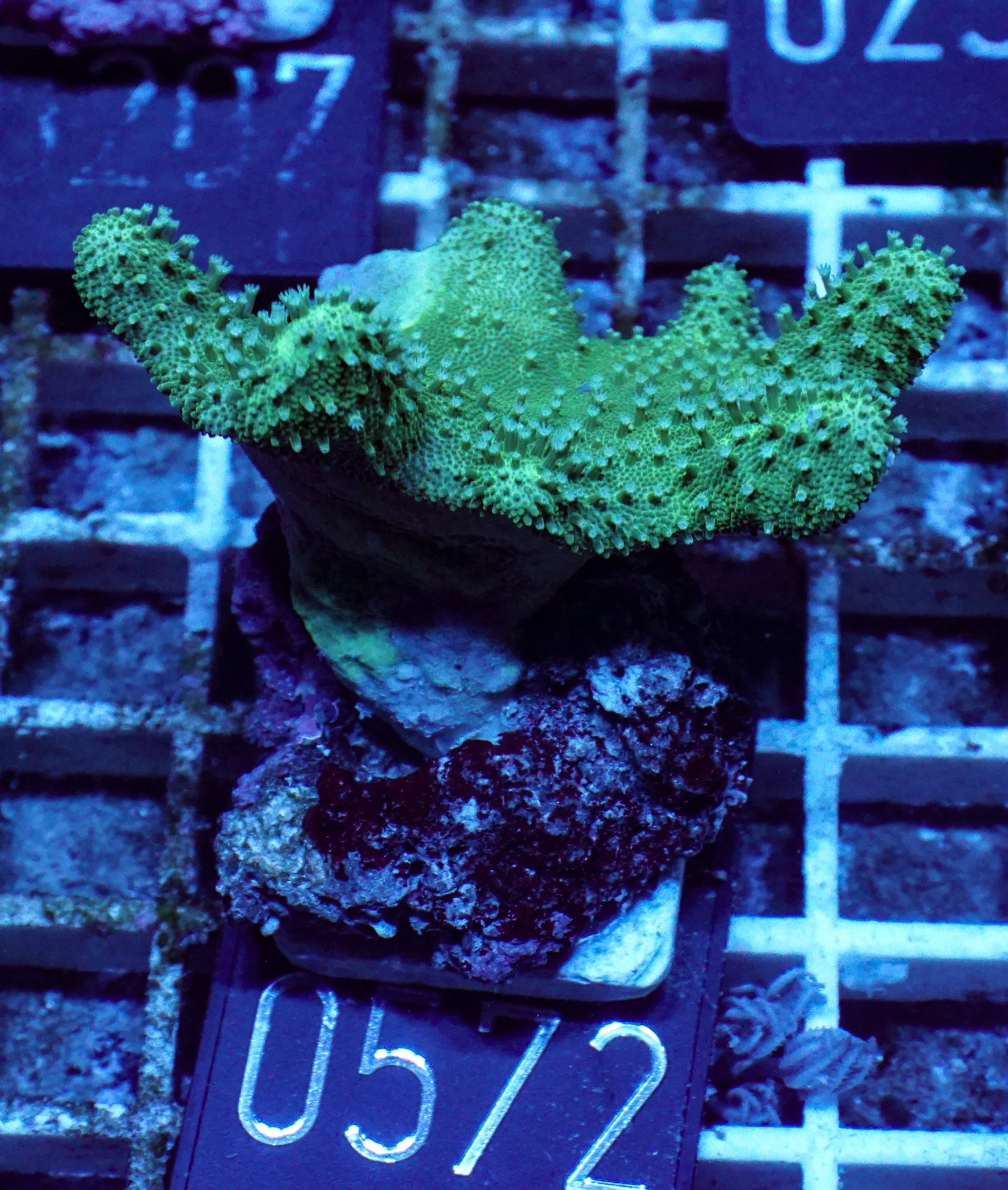 Lobophytum sp. „grün“