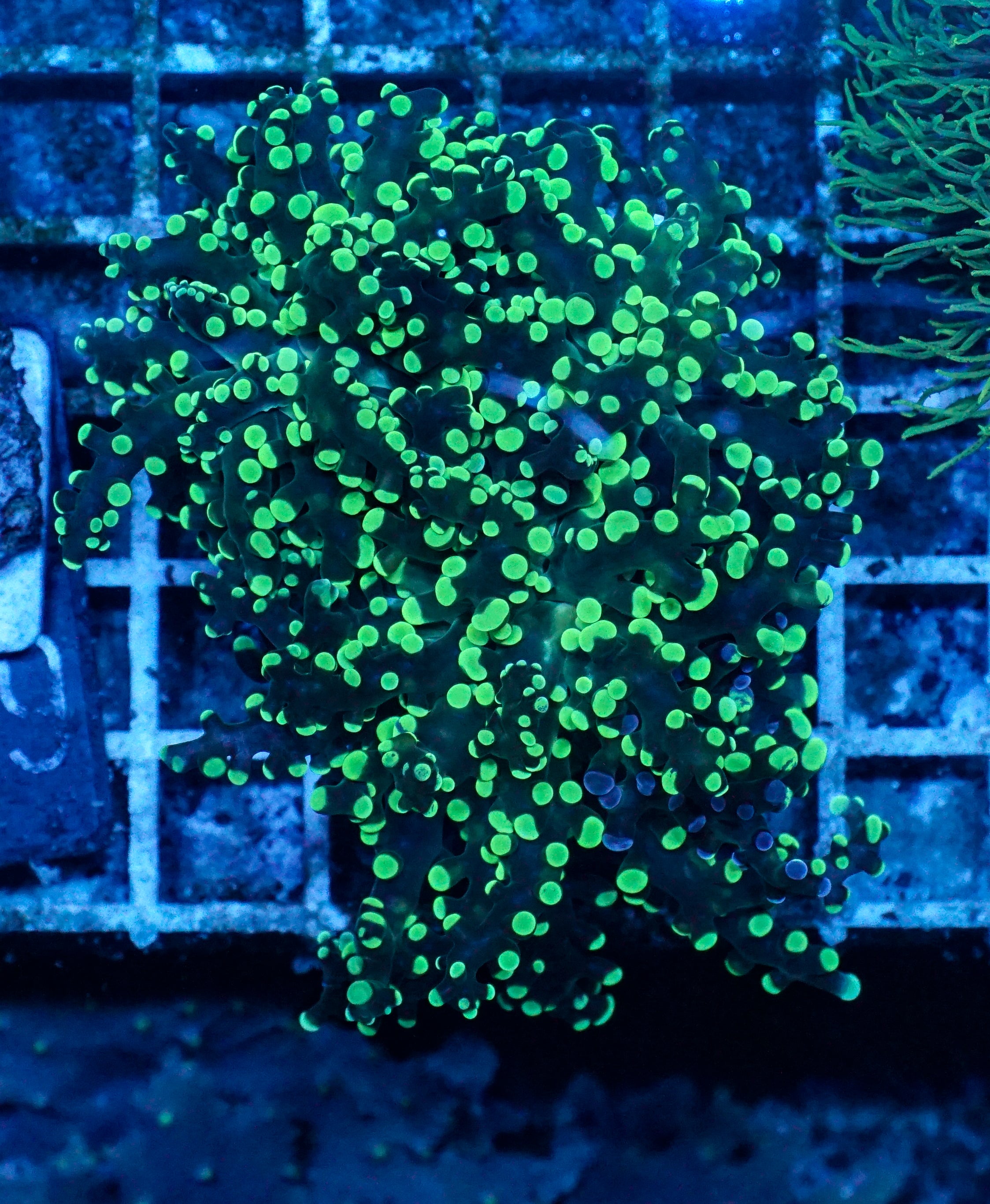 Euphyllia/Fimbriaphyllia paradivisa