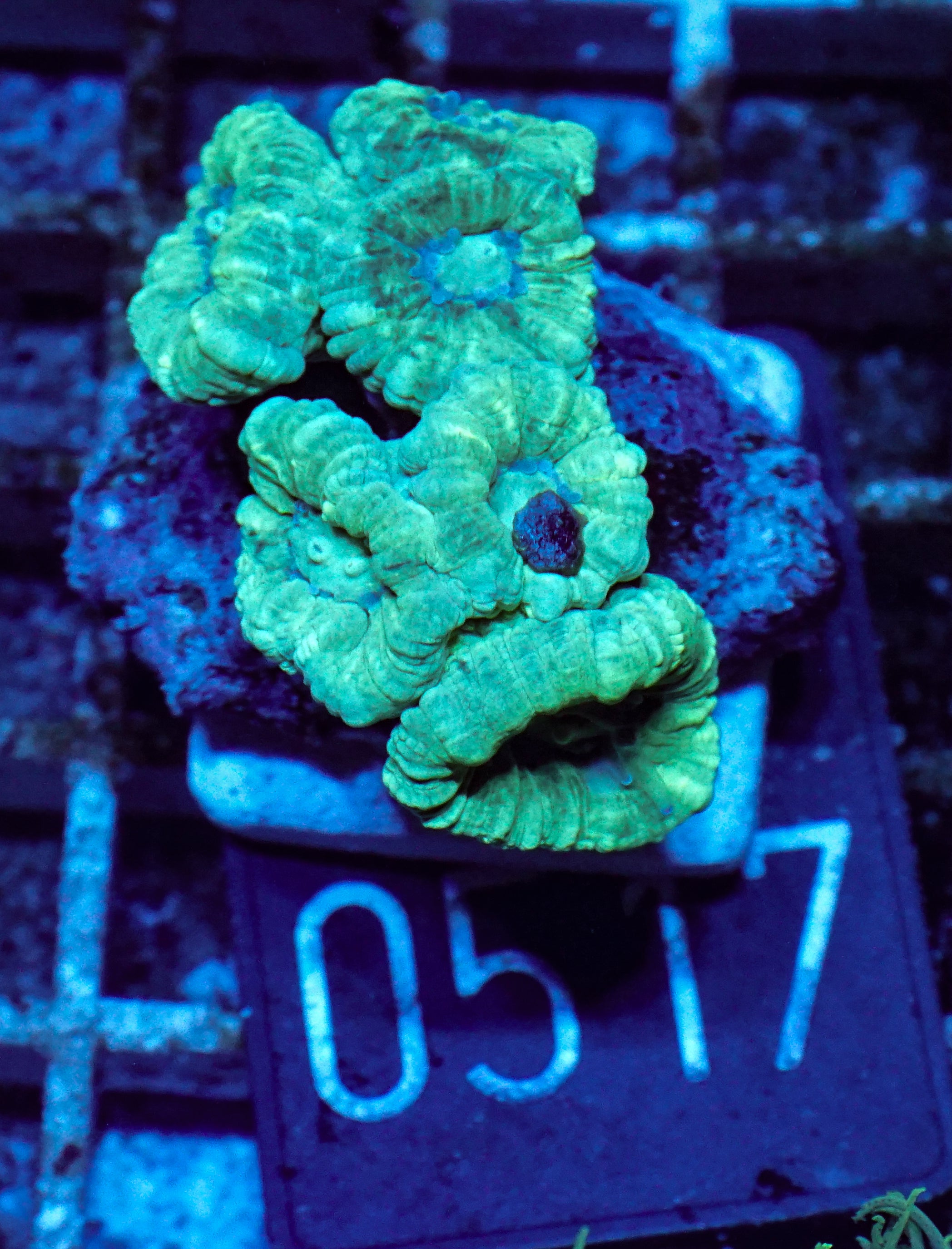 Caulastraea furcata "mint"