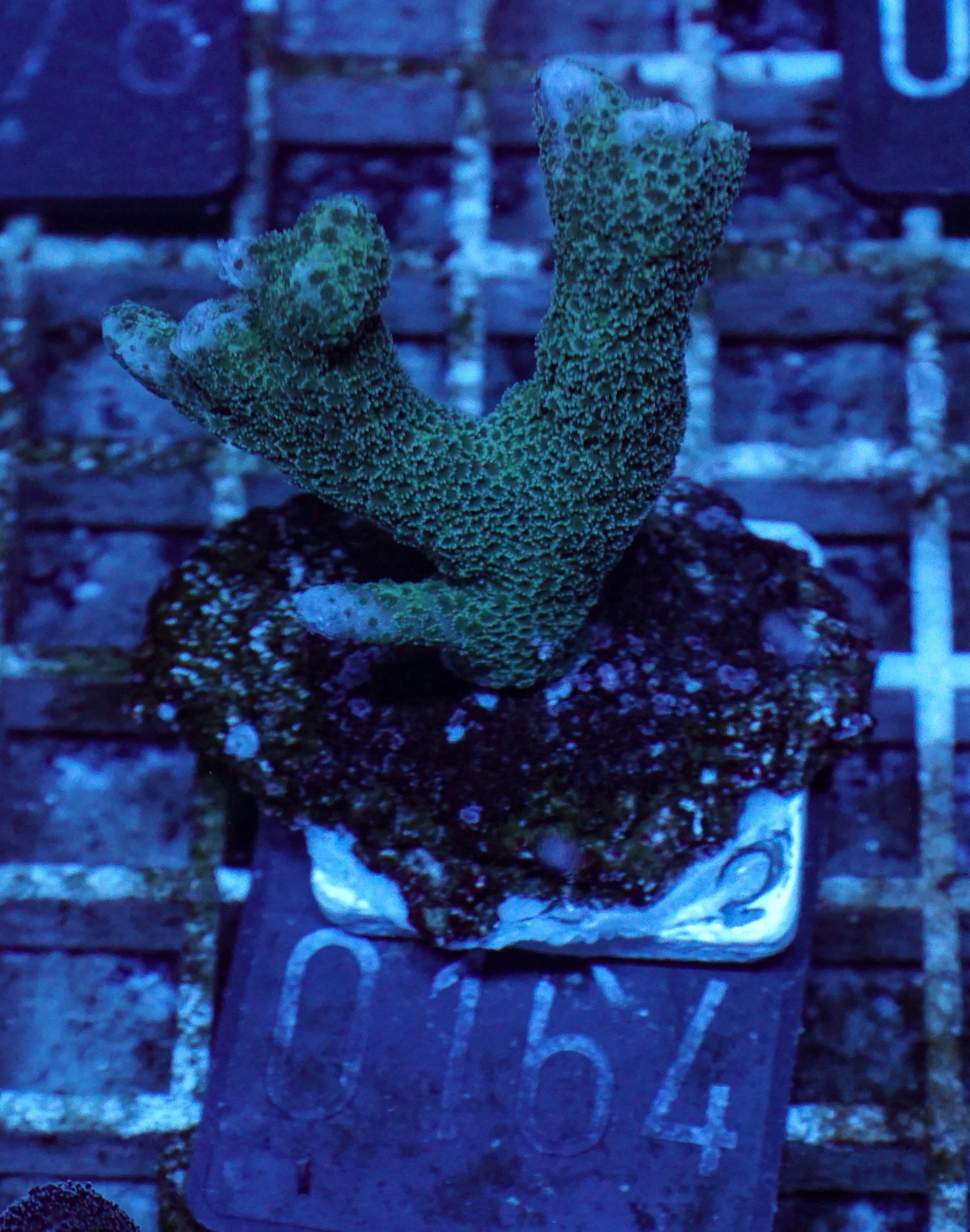 Montipora gaimardi