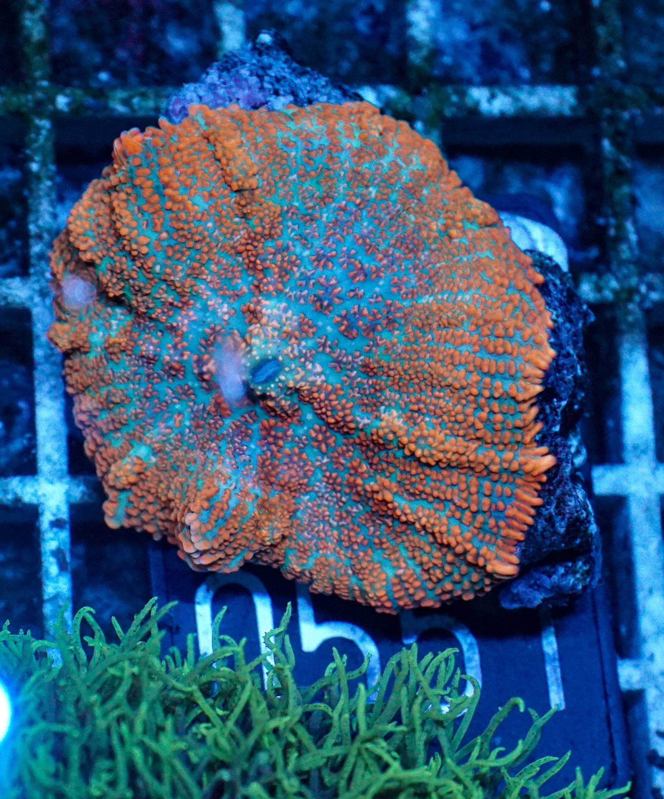 Rhodactis sp. "Tequila sunrise"