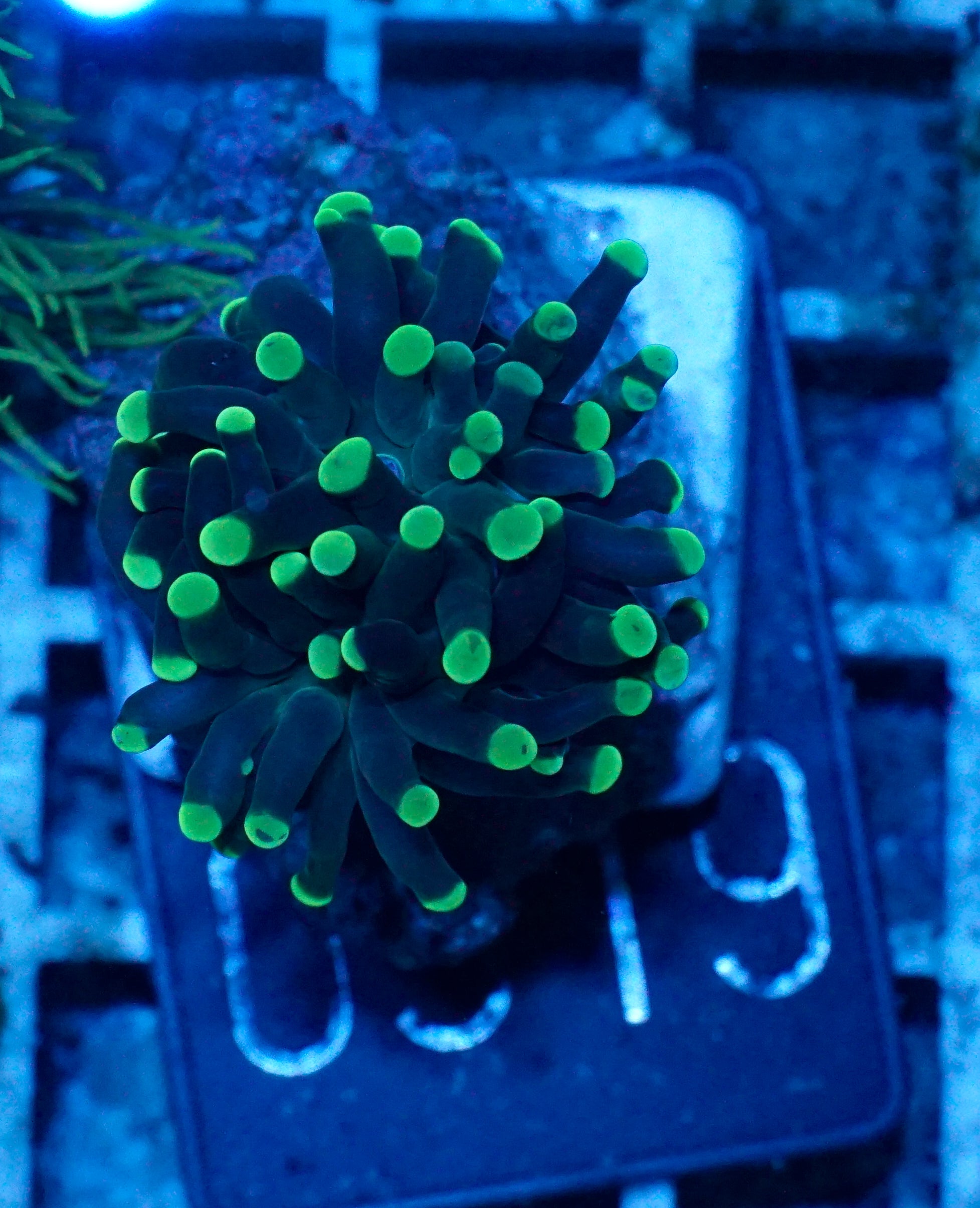 Euphyllia/Fimbriaphyllia paraancora