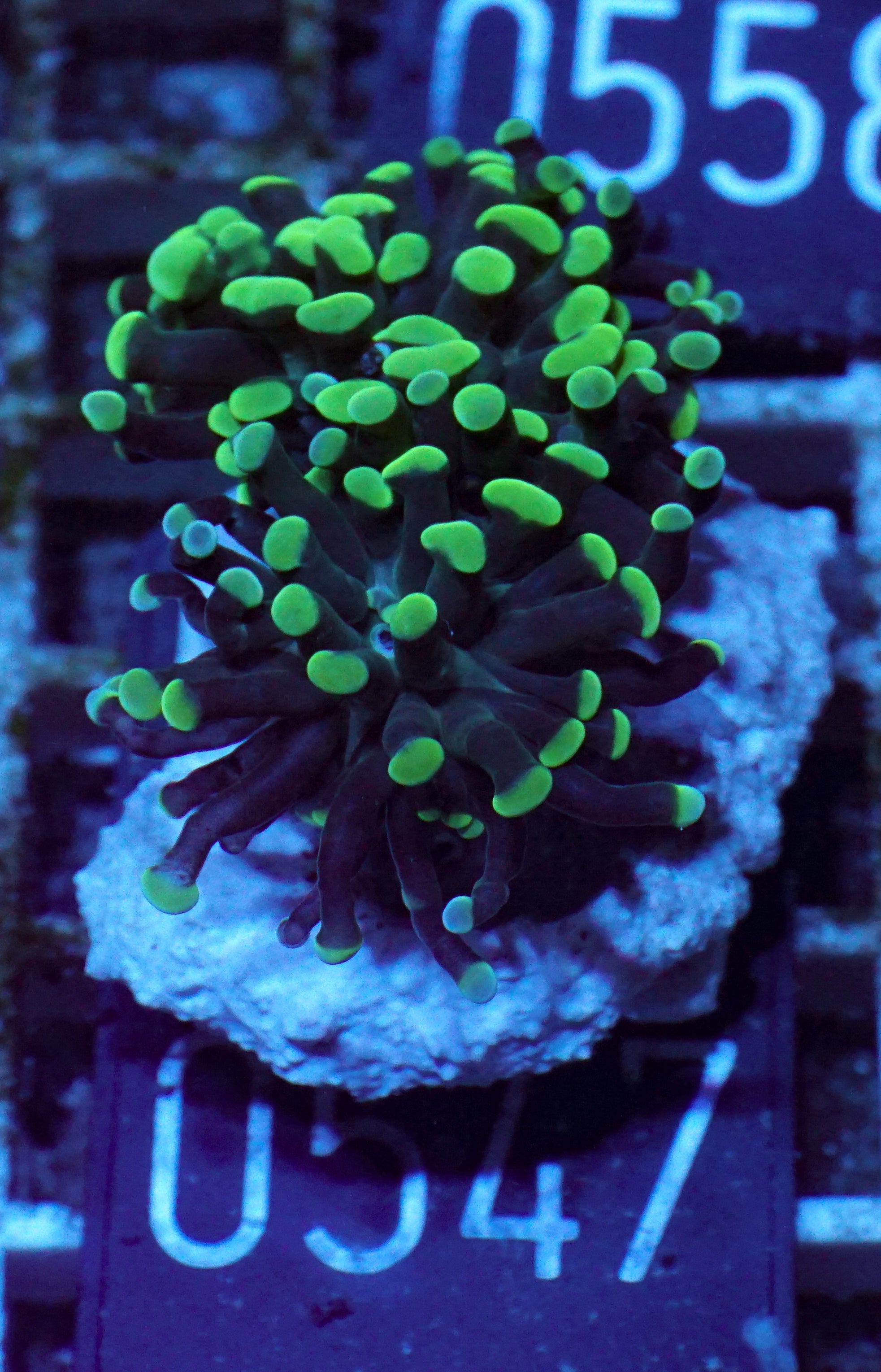 Euphyllia/Fimbriaphyllia paraancora