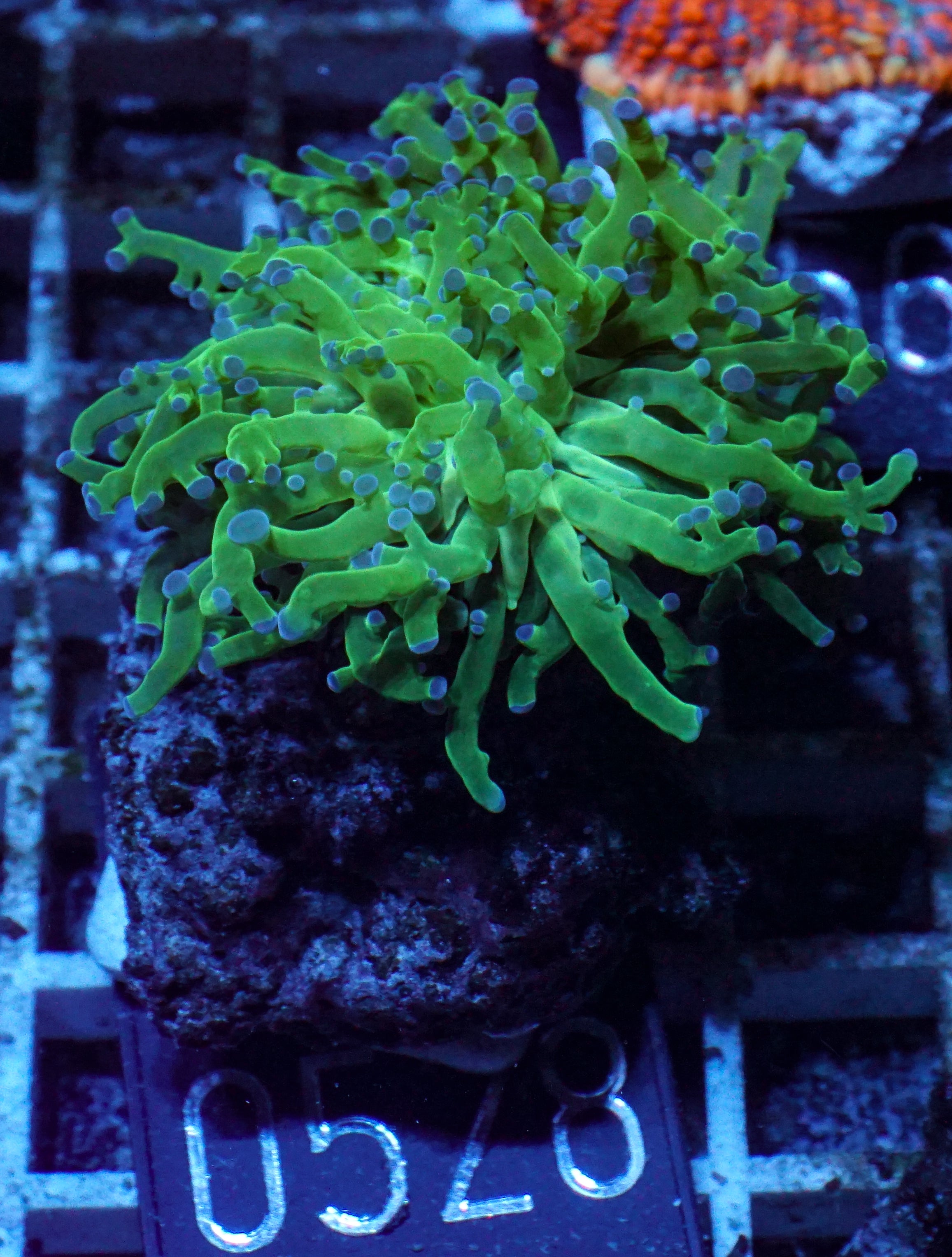 Euphyllia/Fimbriaphyllia paradivisa