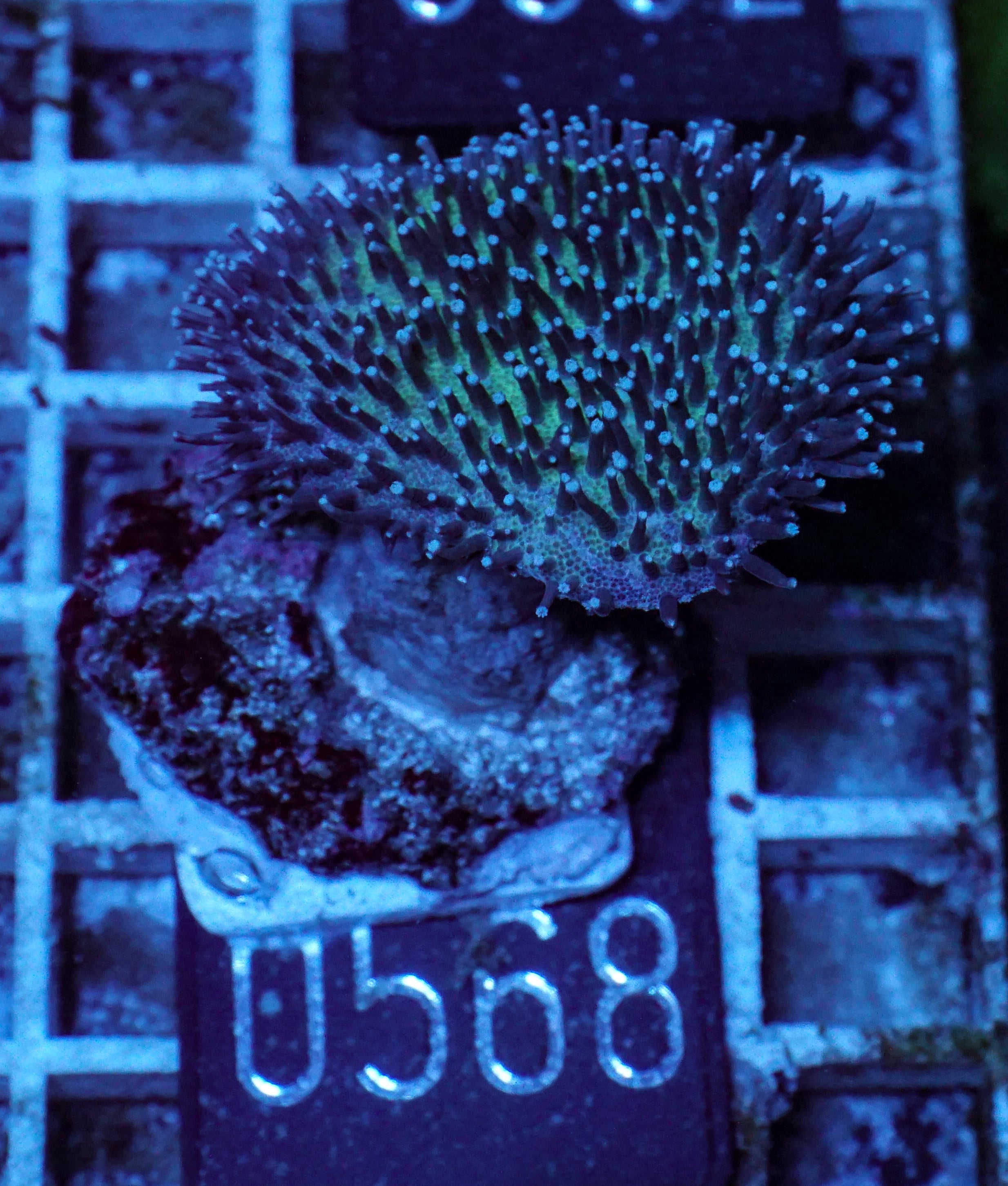 Sarcophyton ehrenbergi