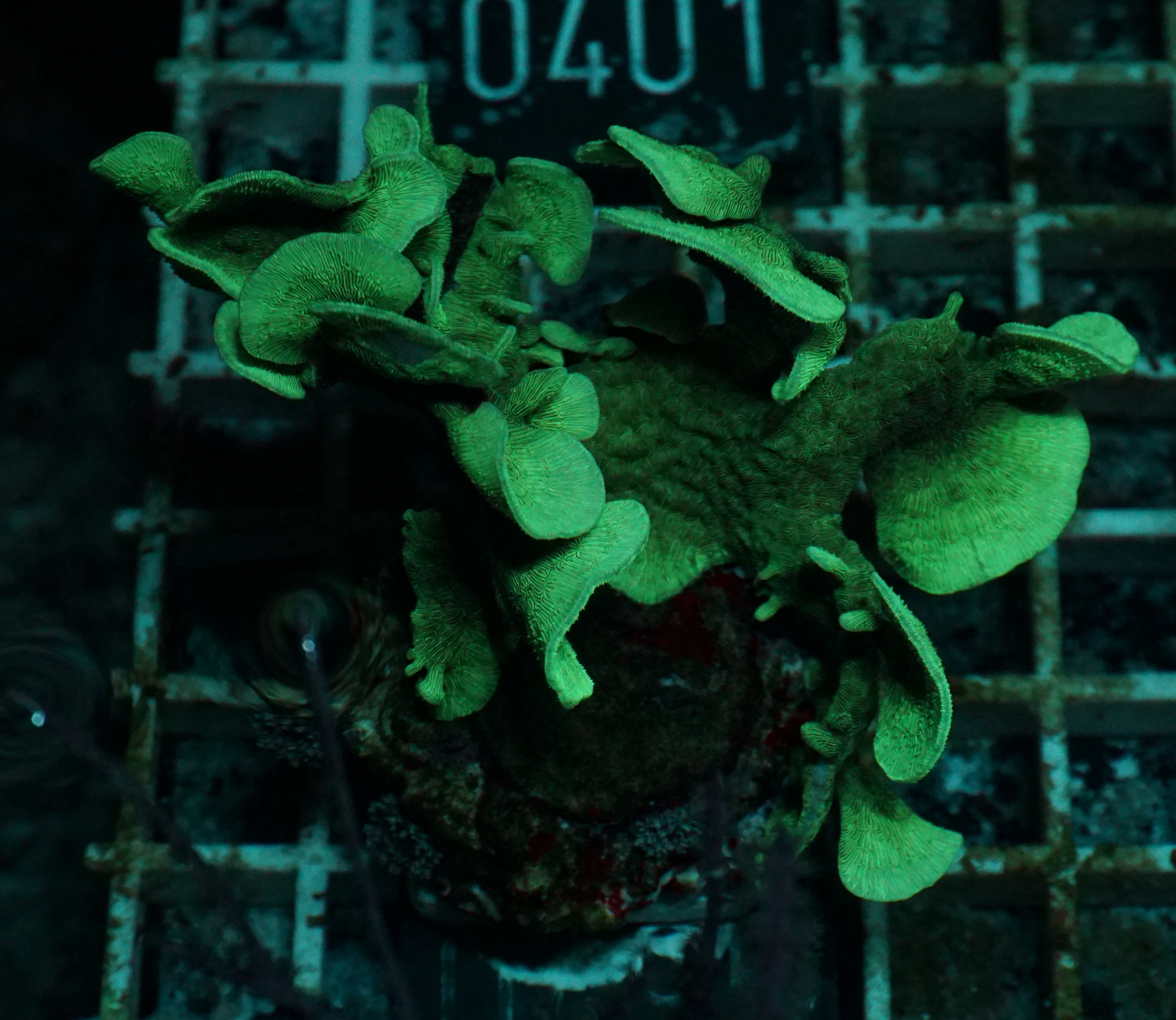 Pavona cactus