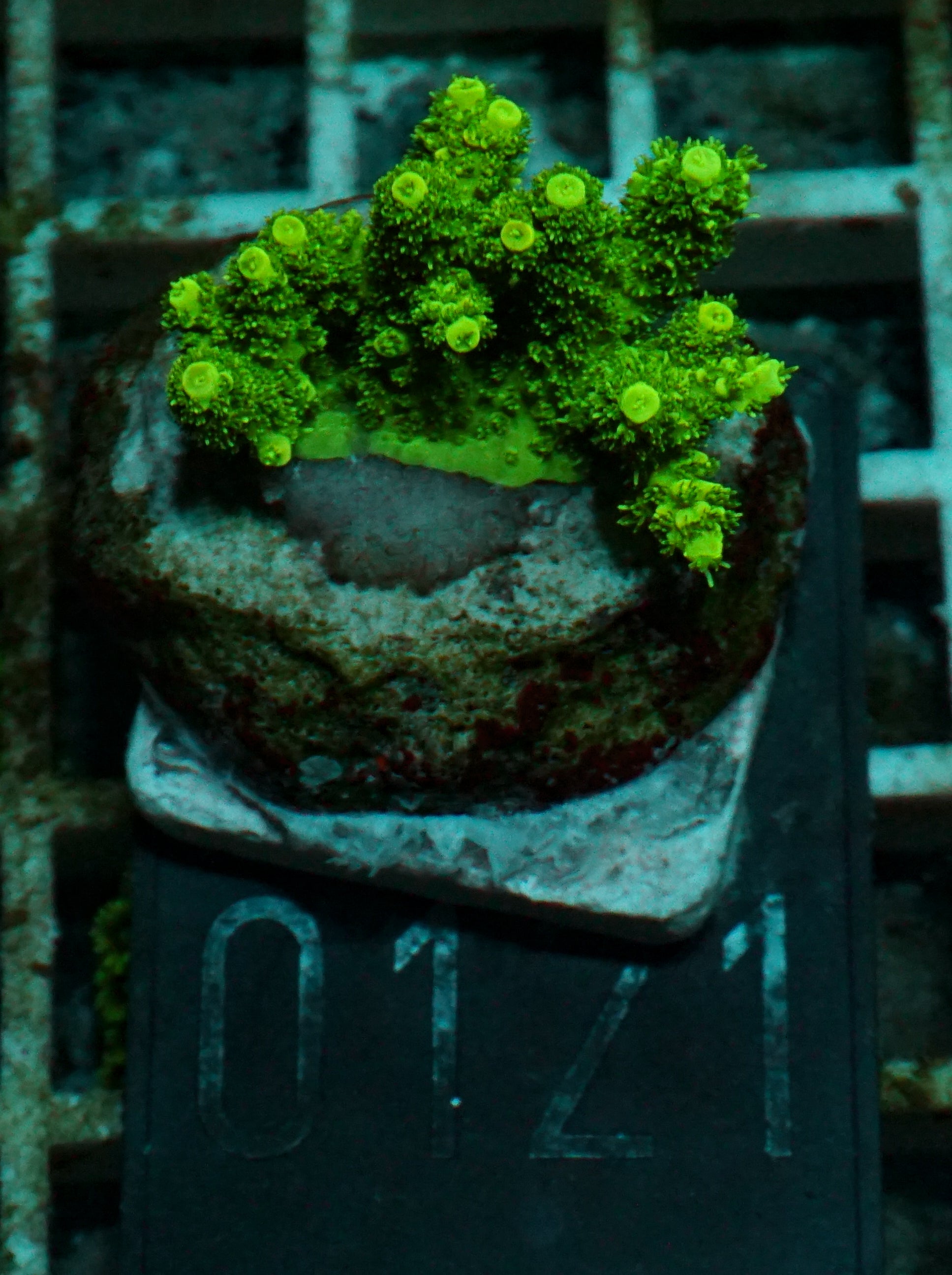 Acropora hyacinthus „green forest“