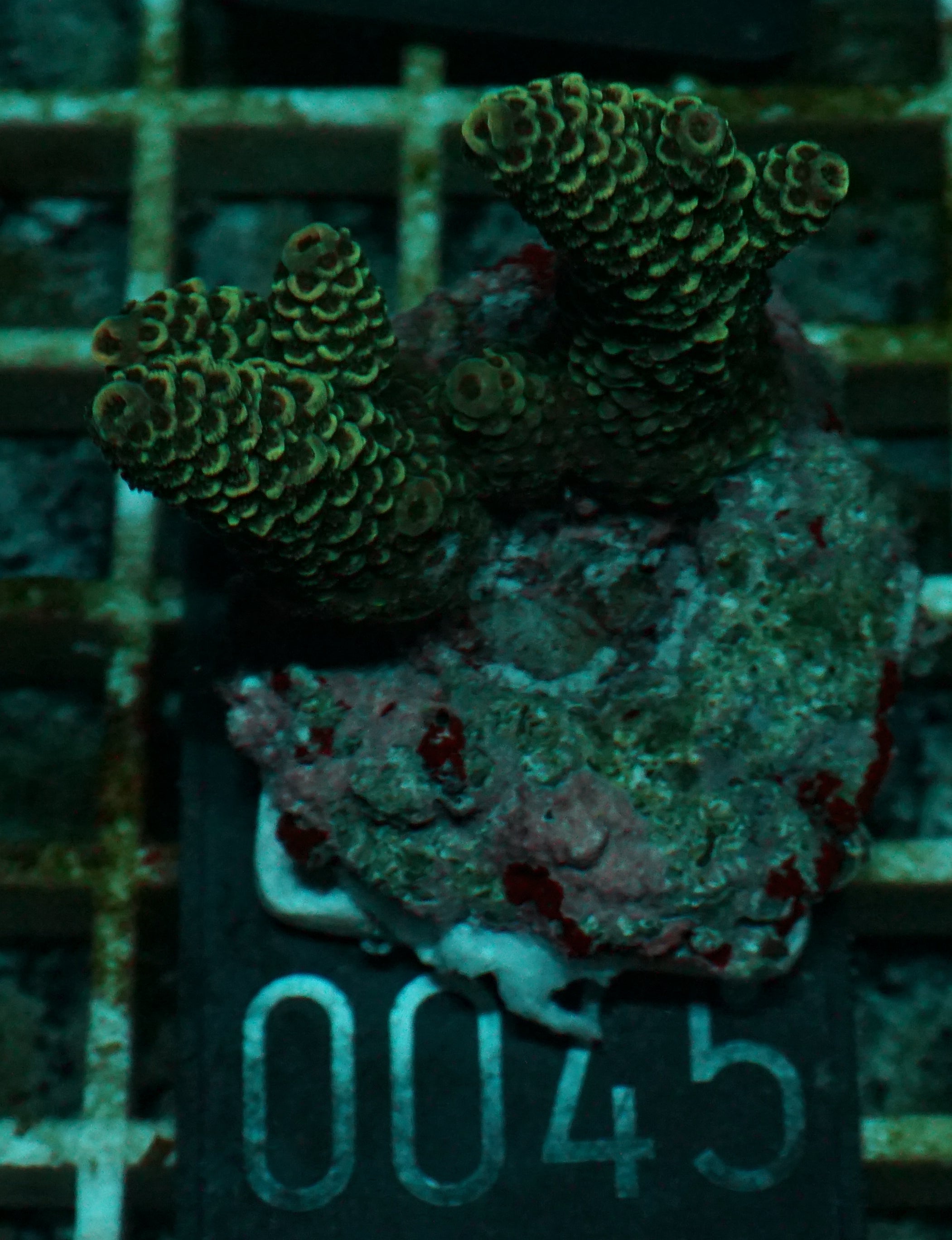 Acropora spathulata „jungle thief“