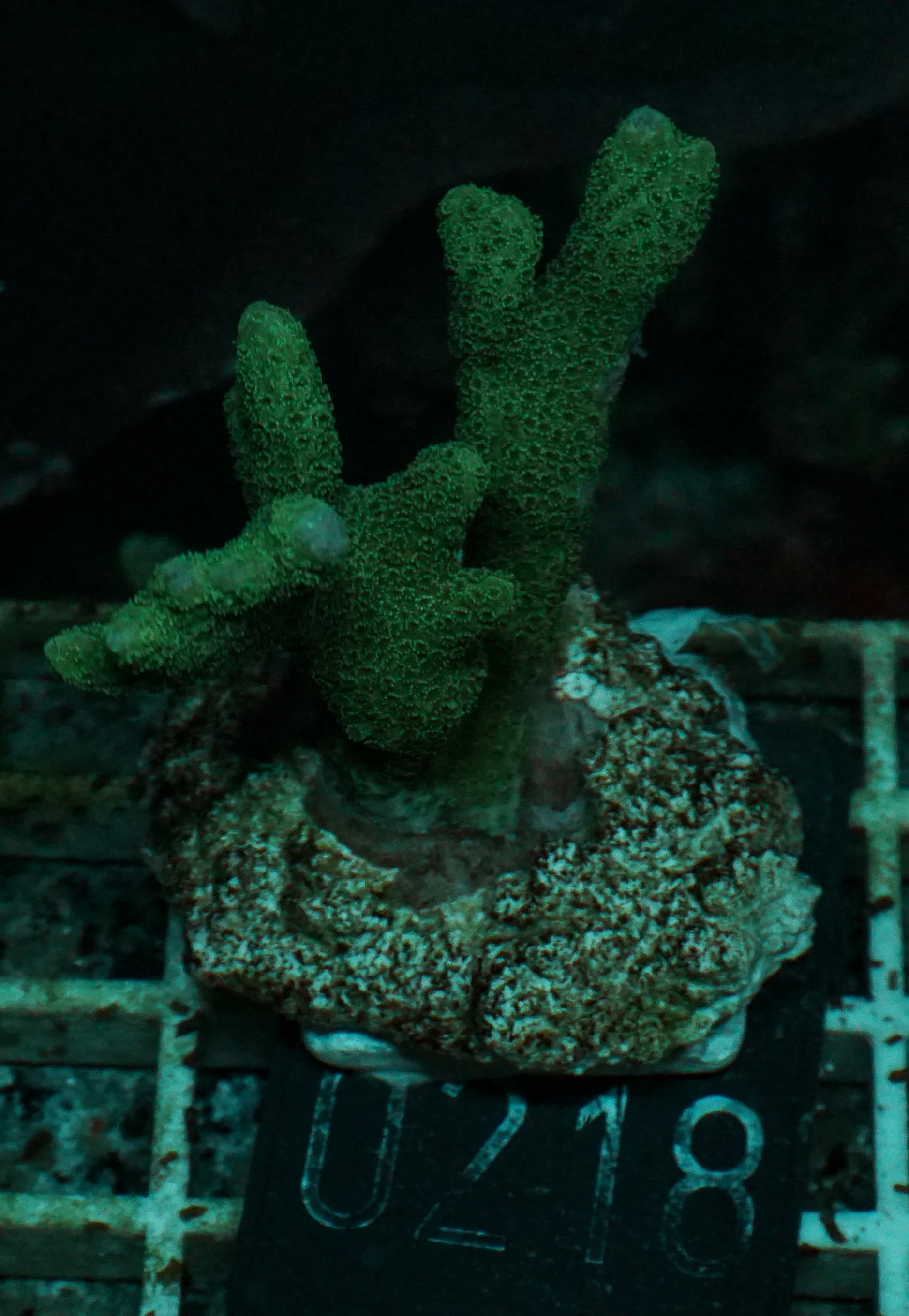 Montipora gaimardi