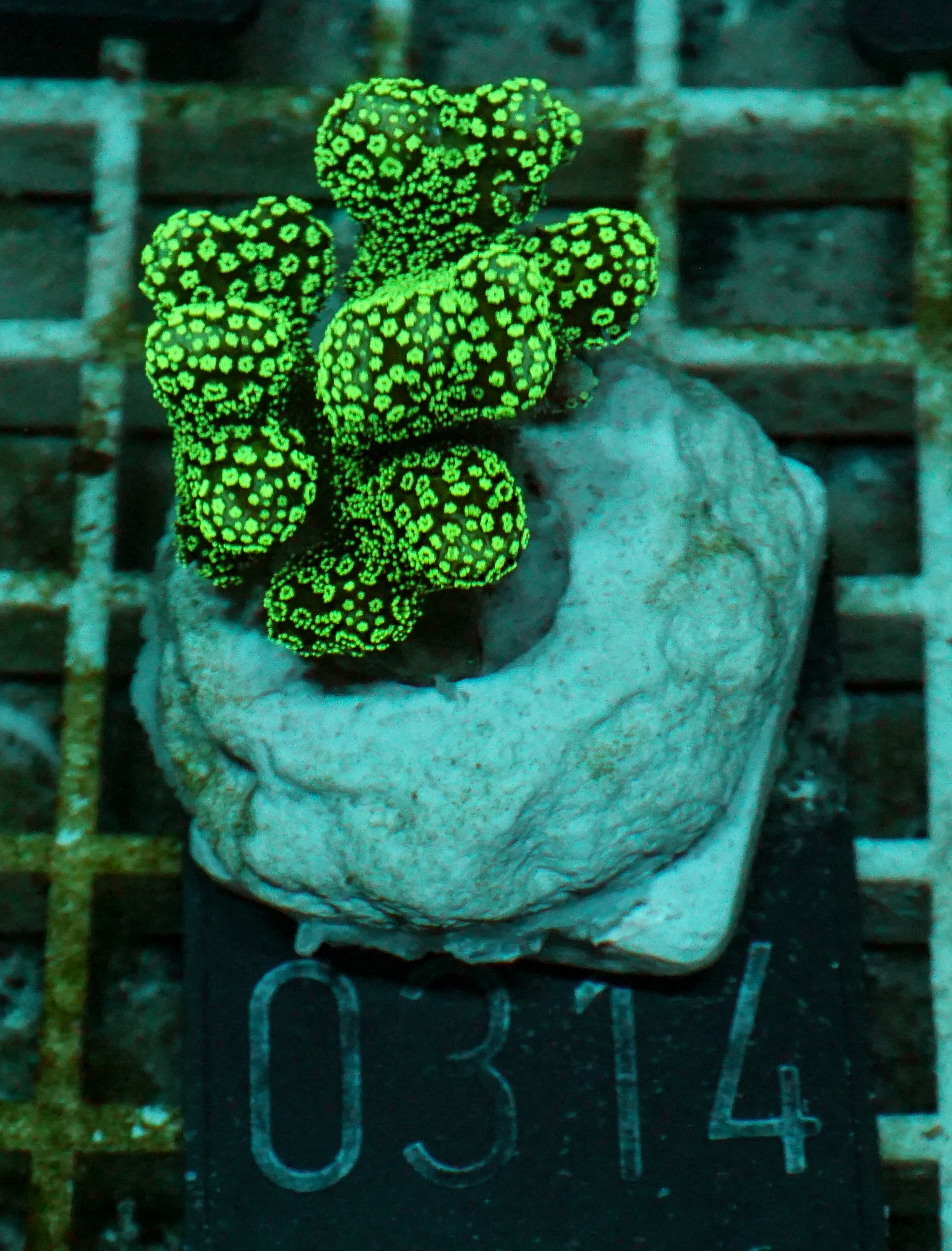 Stylophora pistillata "green"