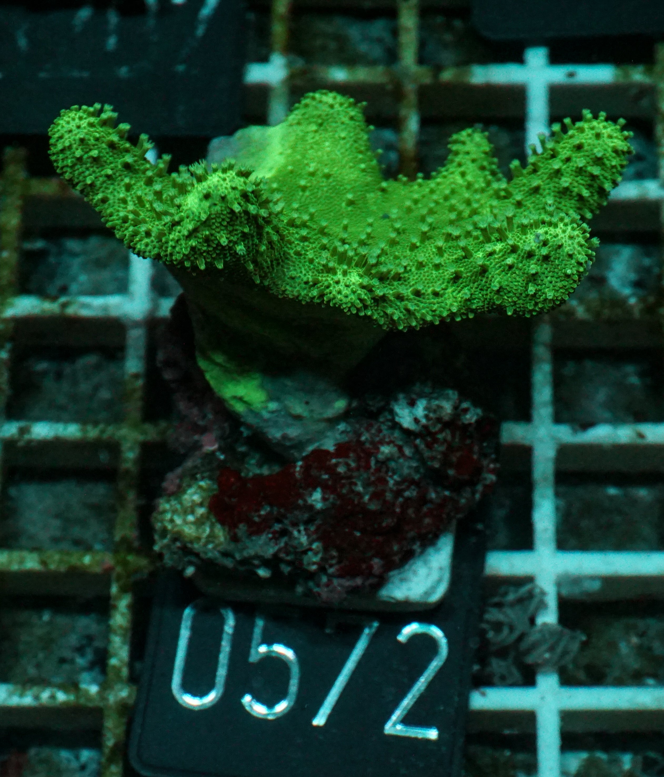 Lobophytum sp. „grün“