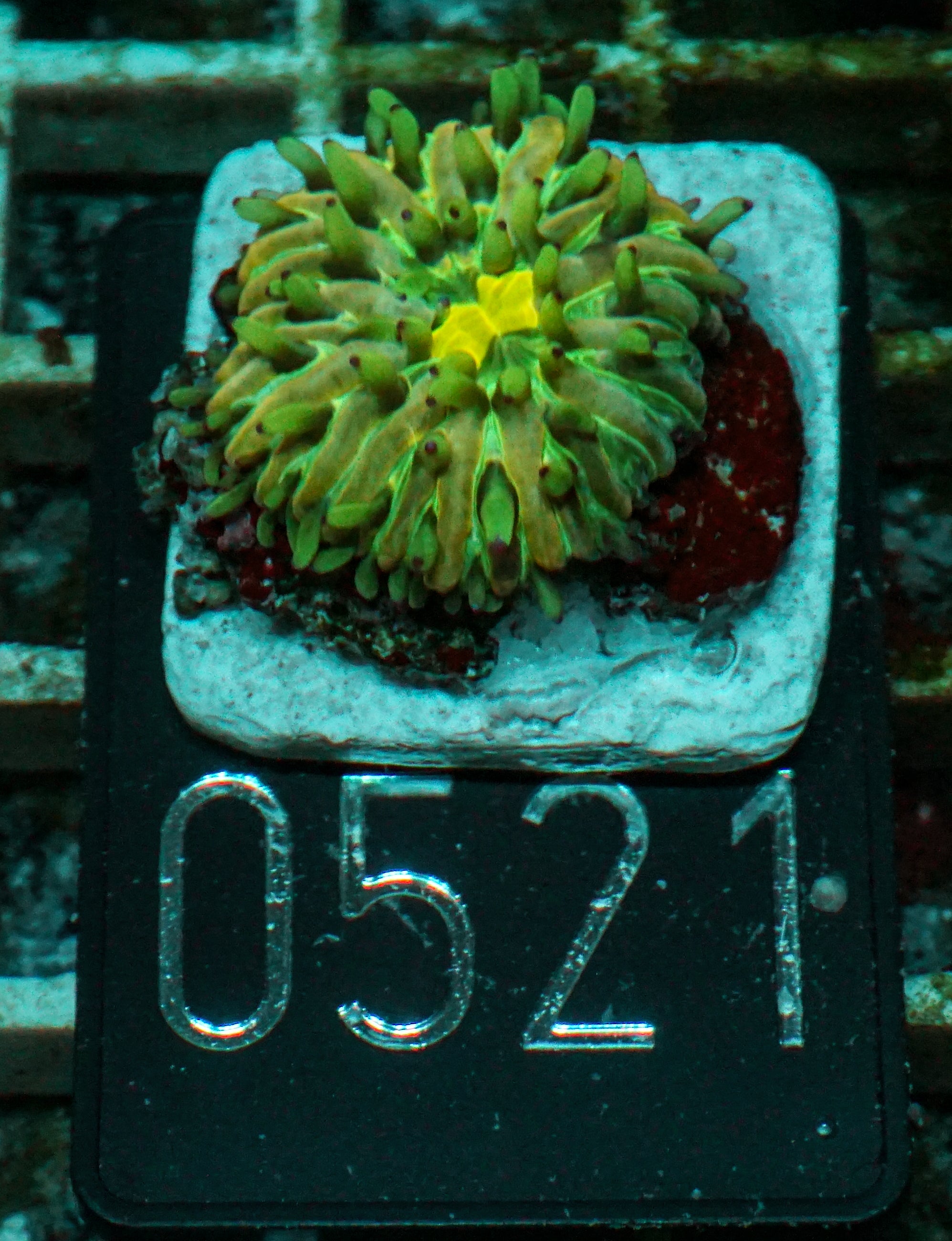 Fungia sp. tricolor