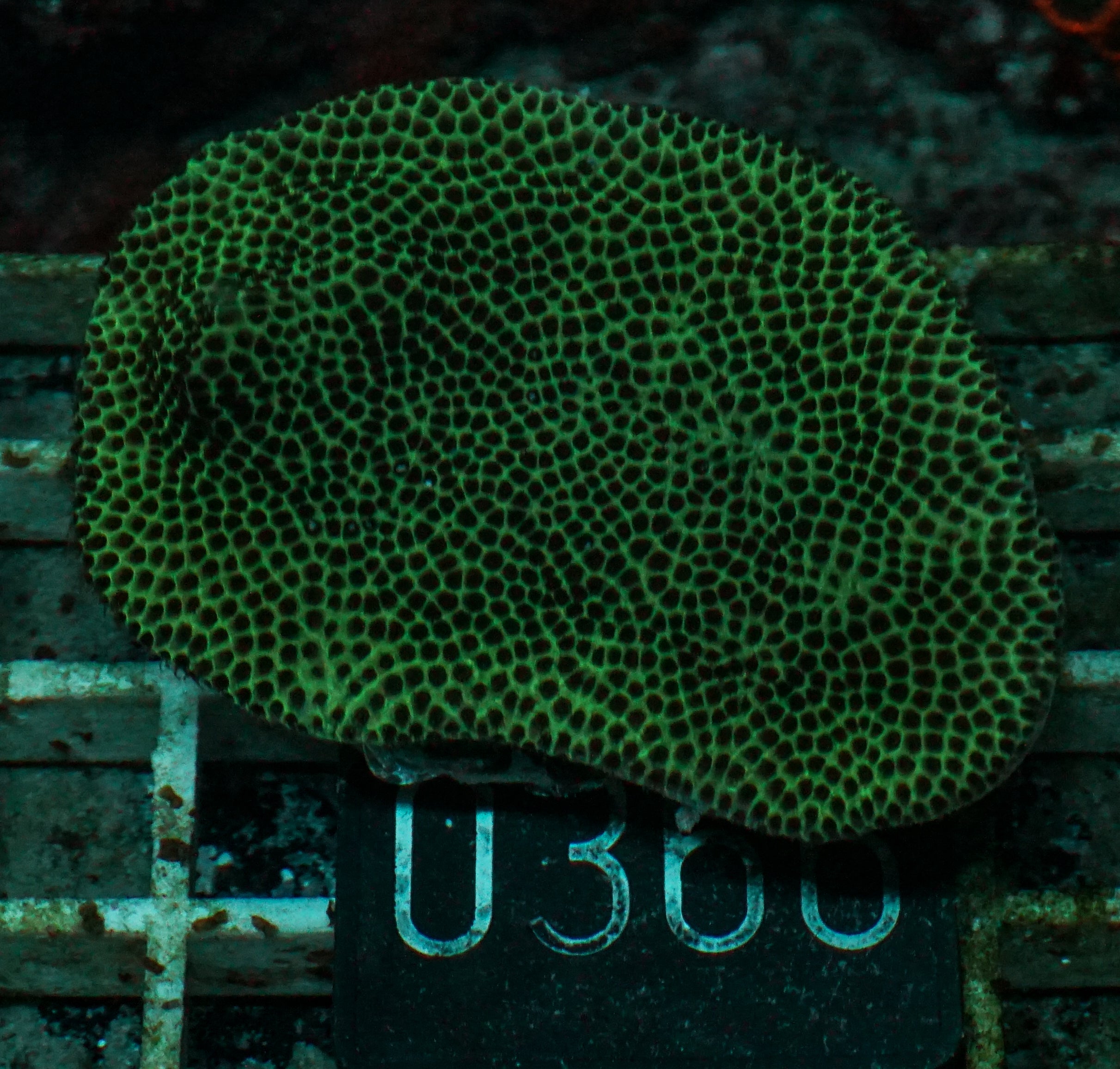 Porites lobata