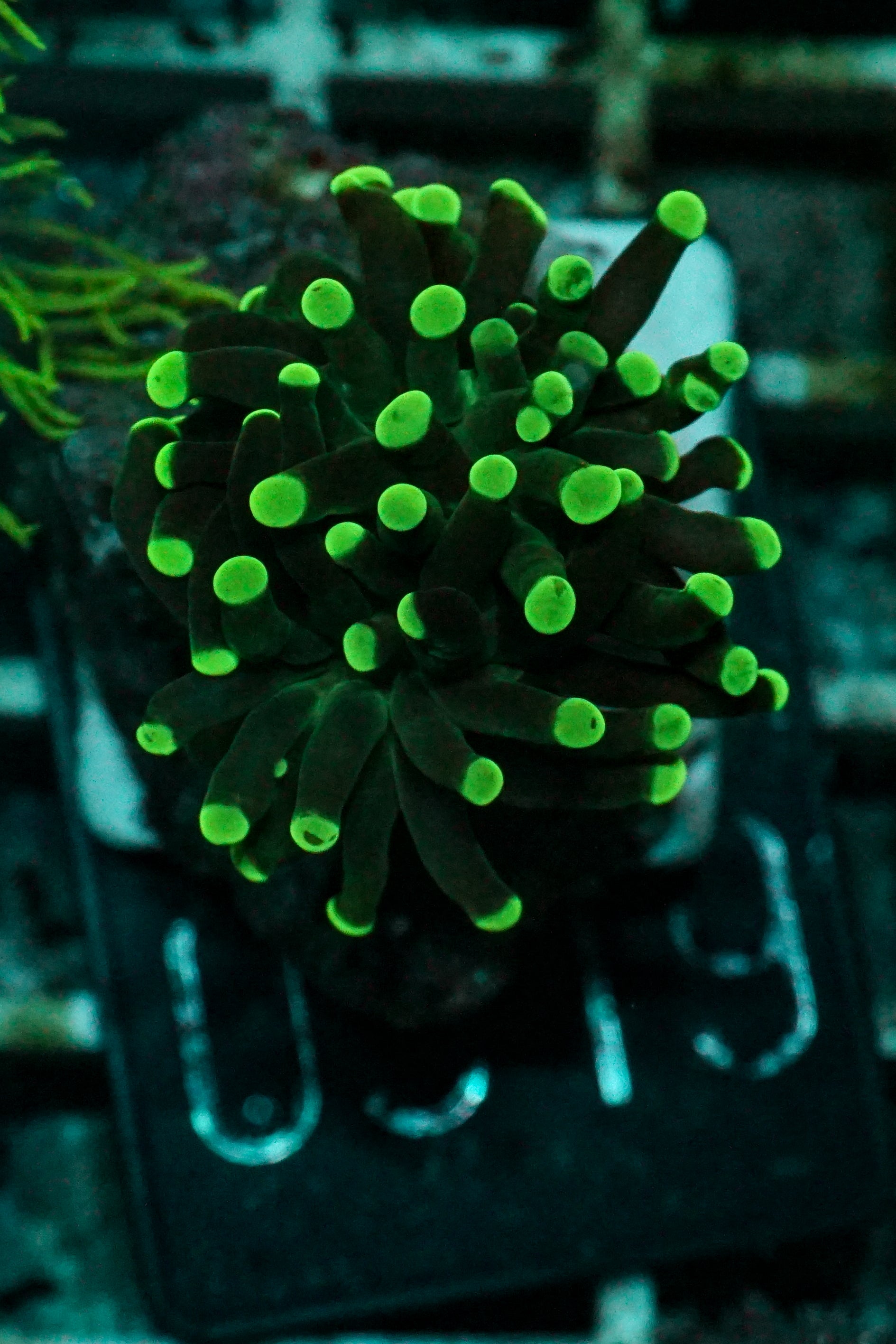 Euphyllia/Fimbriaphyllia paraancora