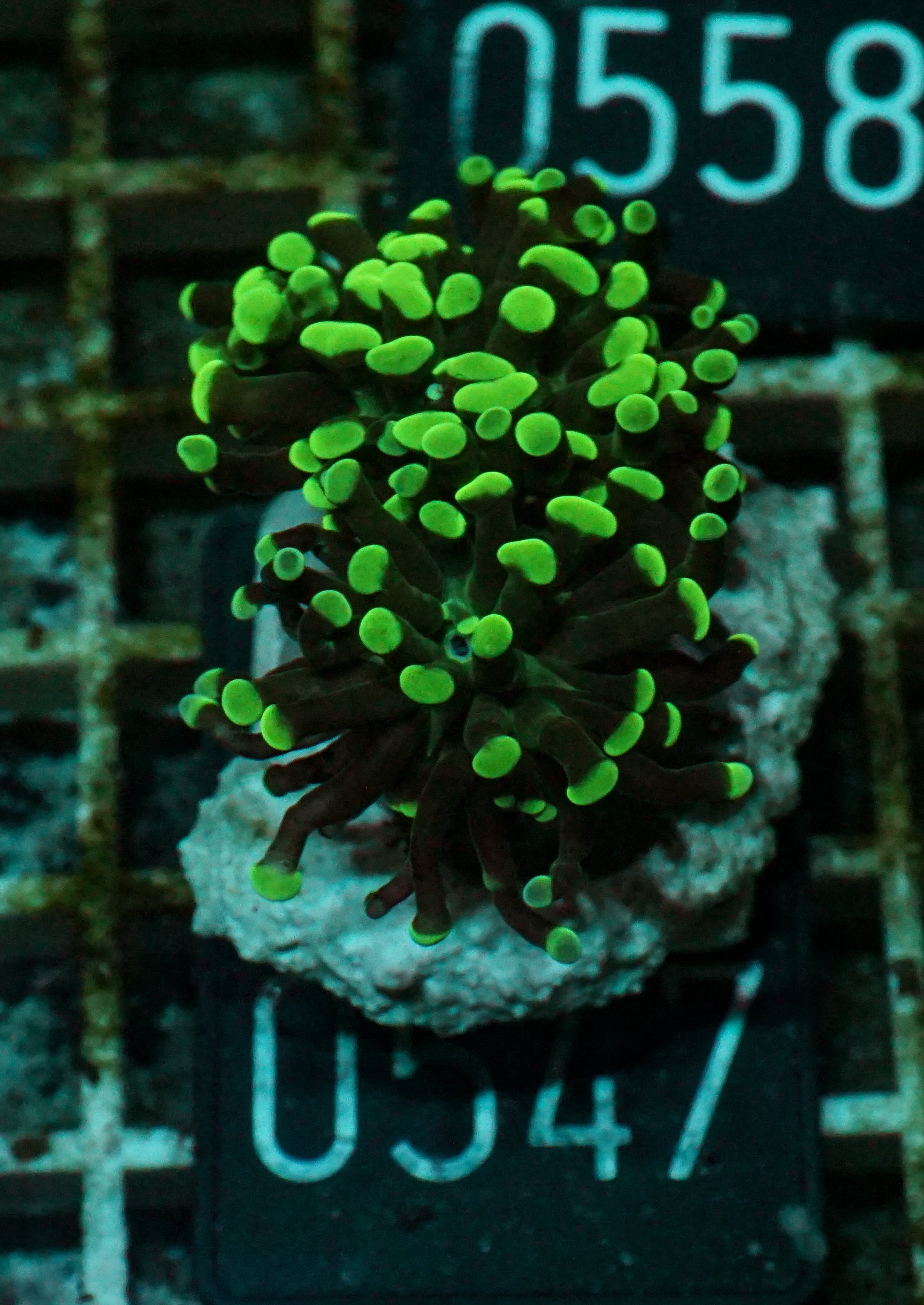 Euphyllia/Fimbriaphyllia paraancora