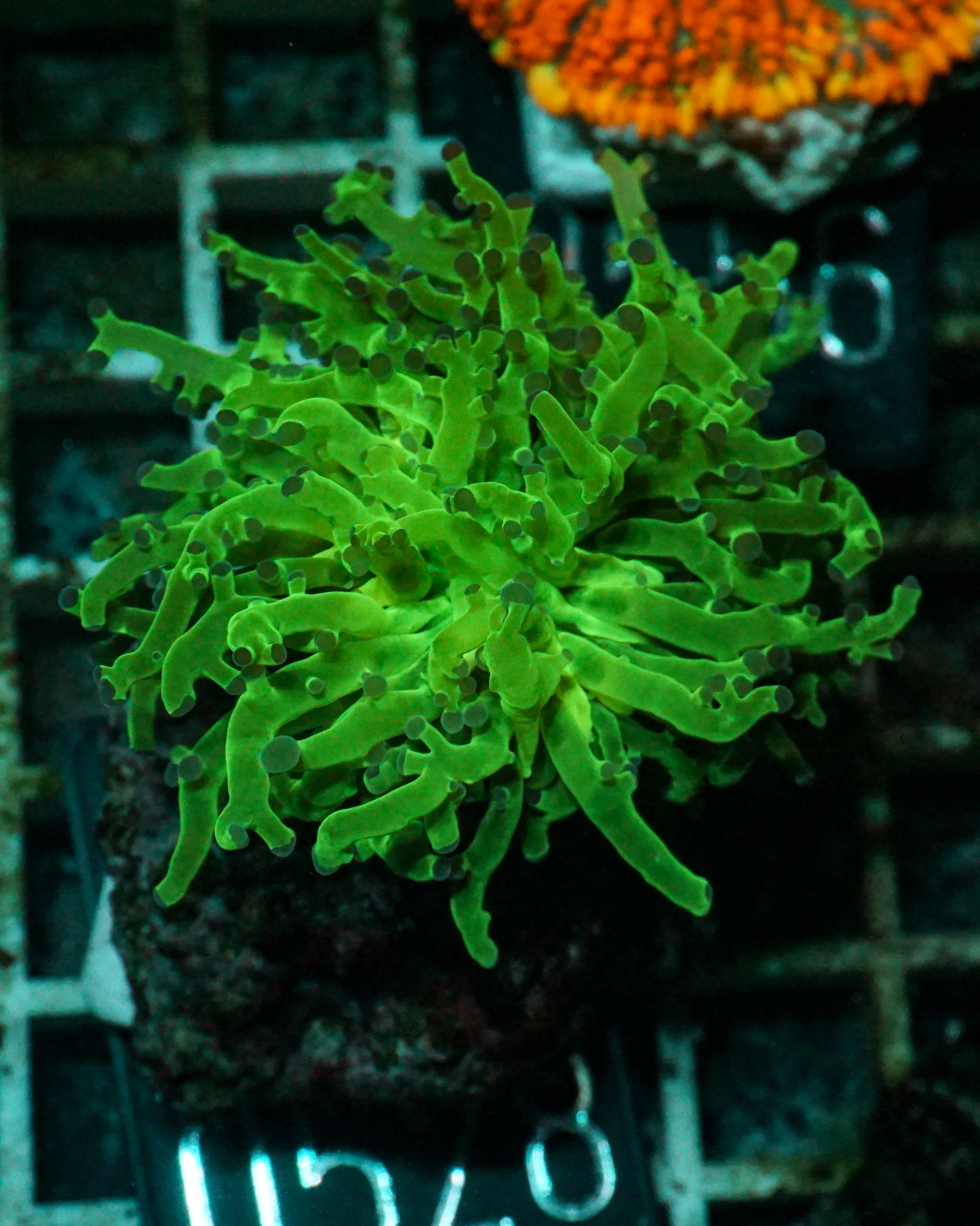Euphyllia/Fimbriaphyllia paradivisa