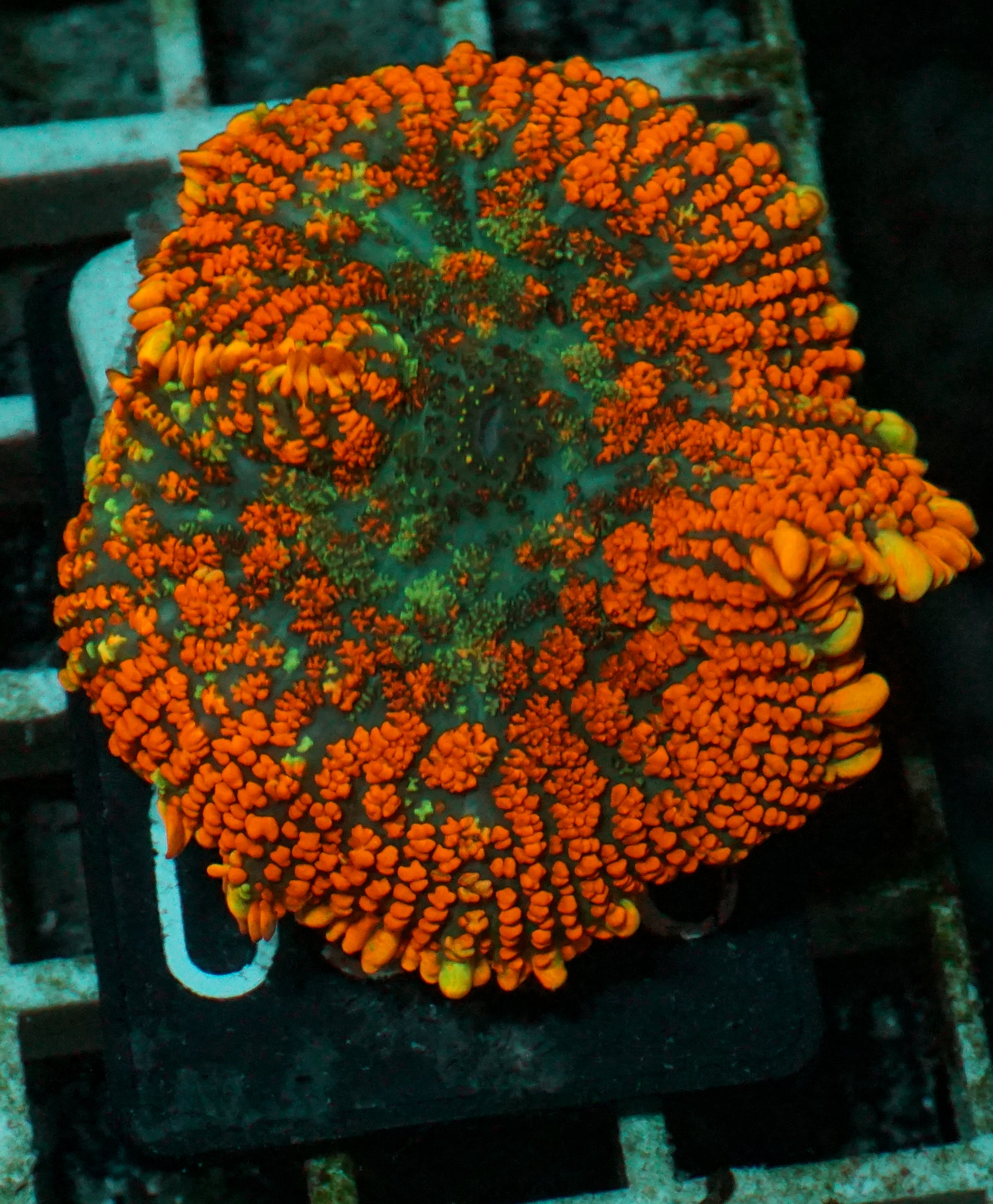 Rhodactis inchoata
