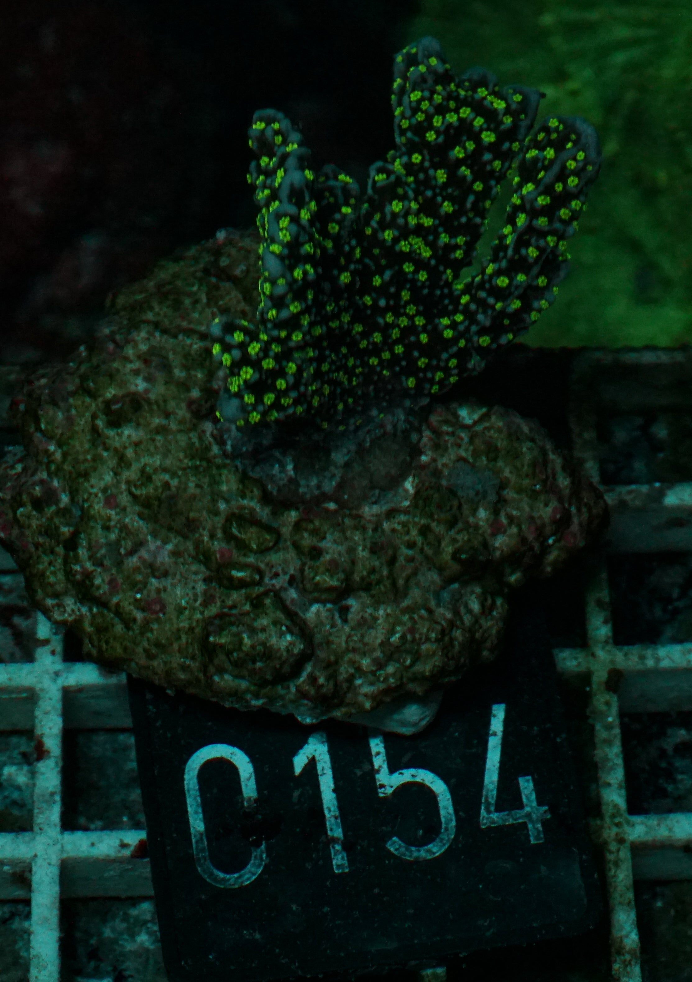 Montipora carinata “Star Wars”