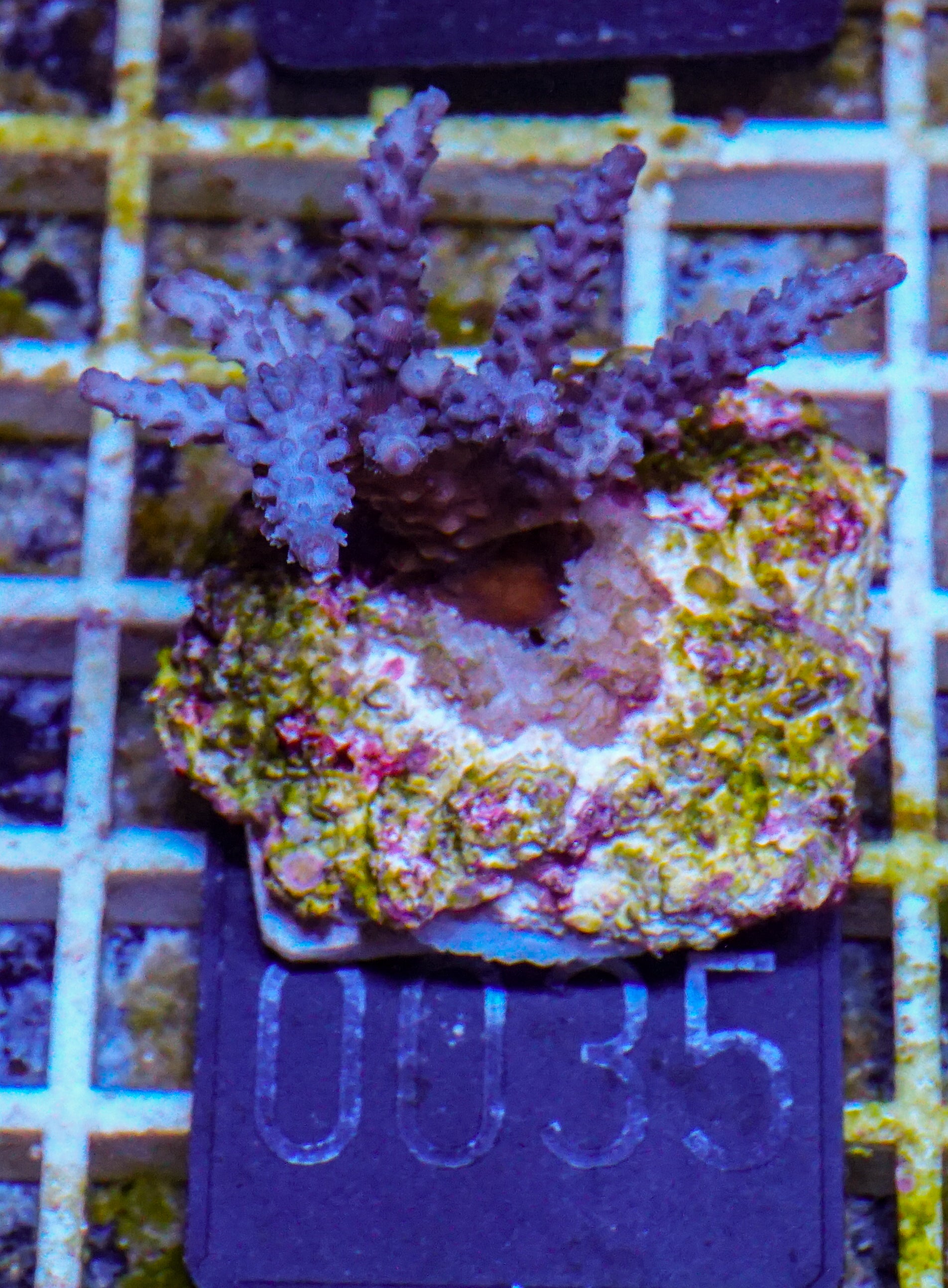 Acropora parillis "blue"