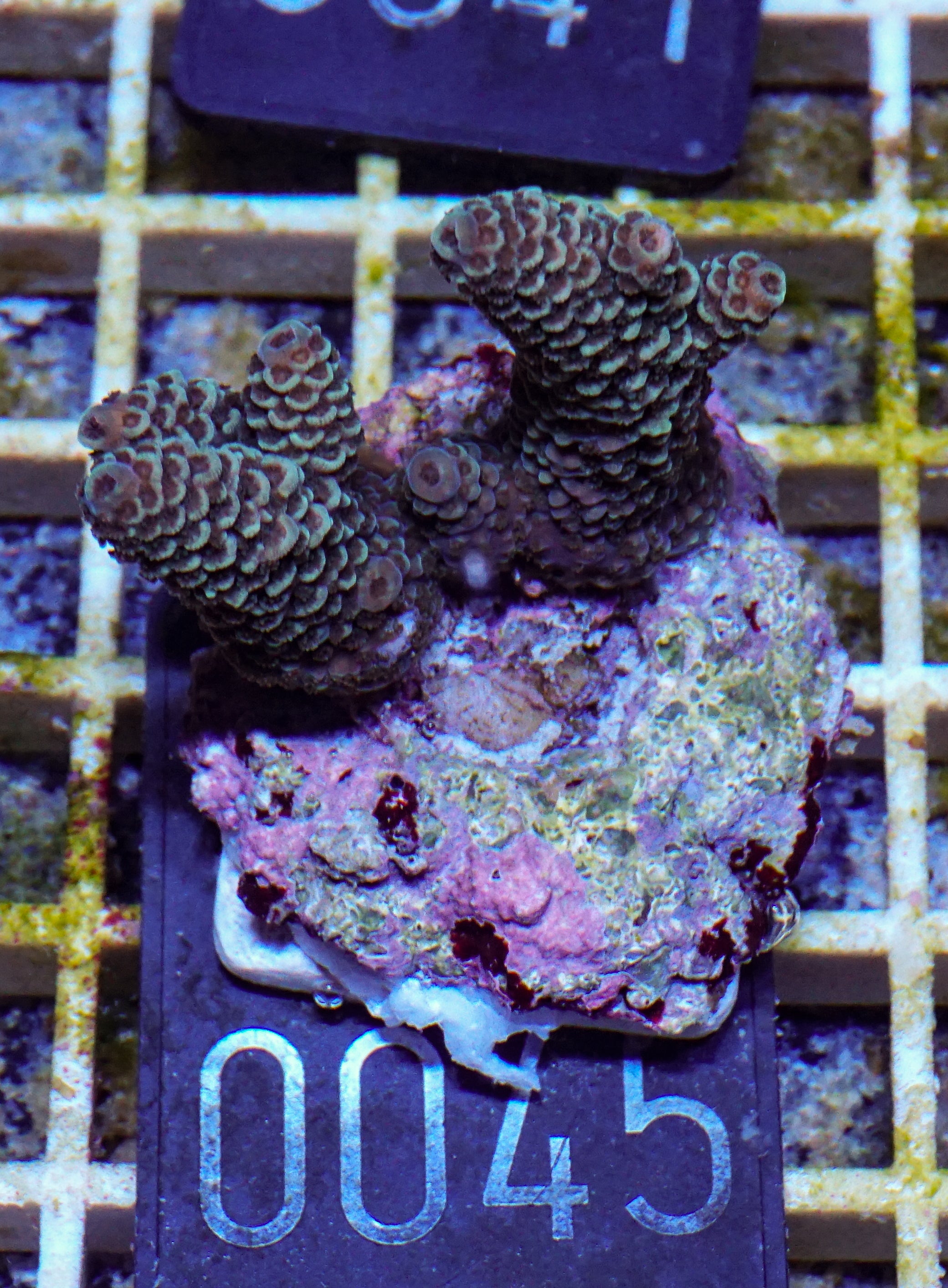 Acropora spathulata „jungle thief“