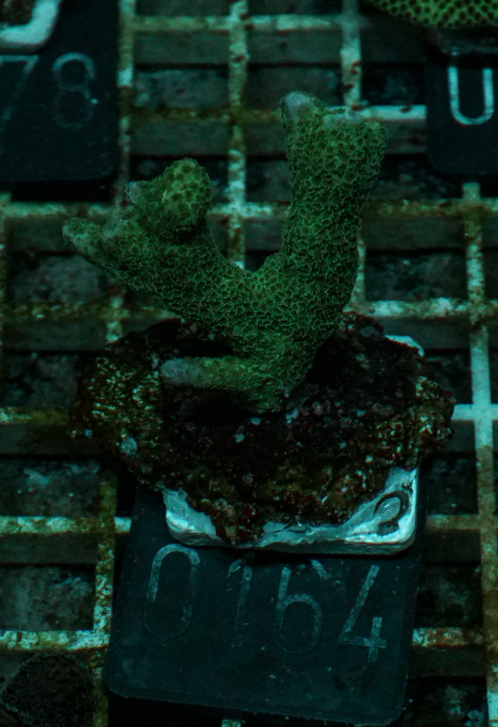 Montipora gaimardi
